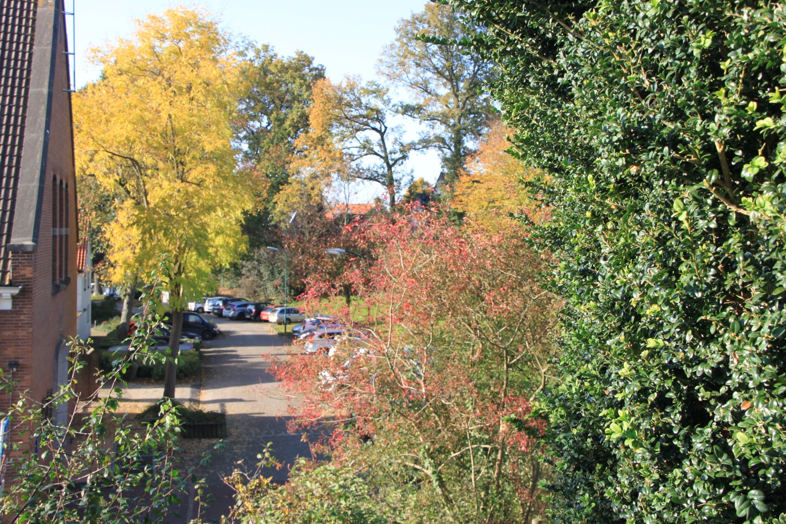 Bomen in herfstkleur