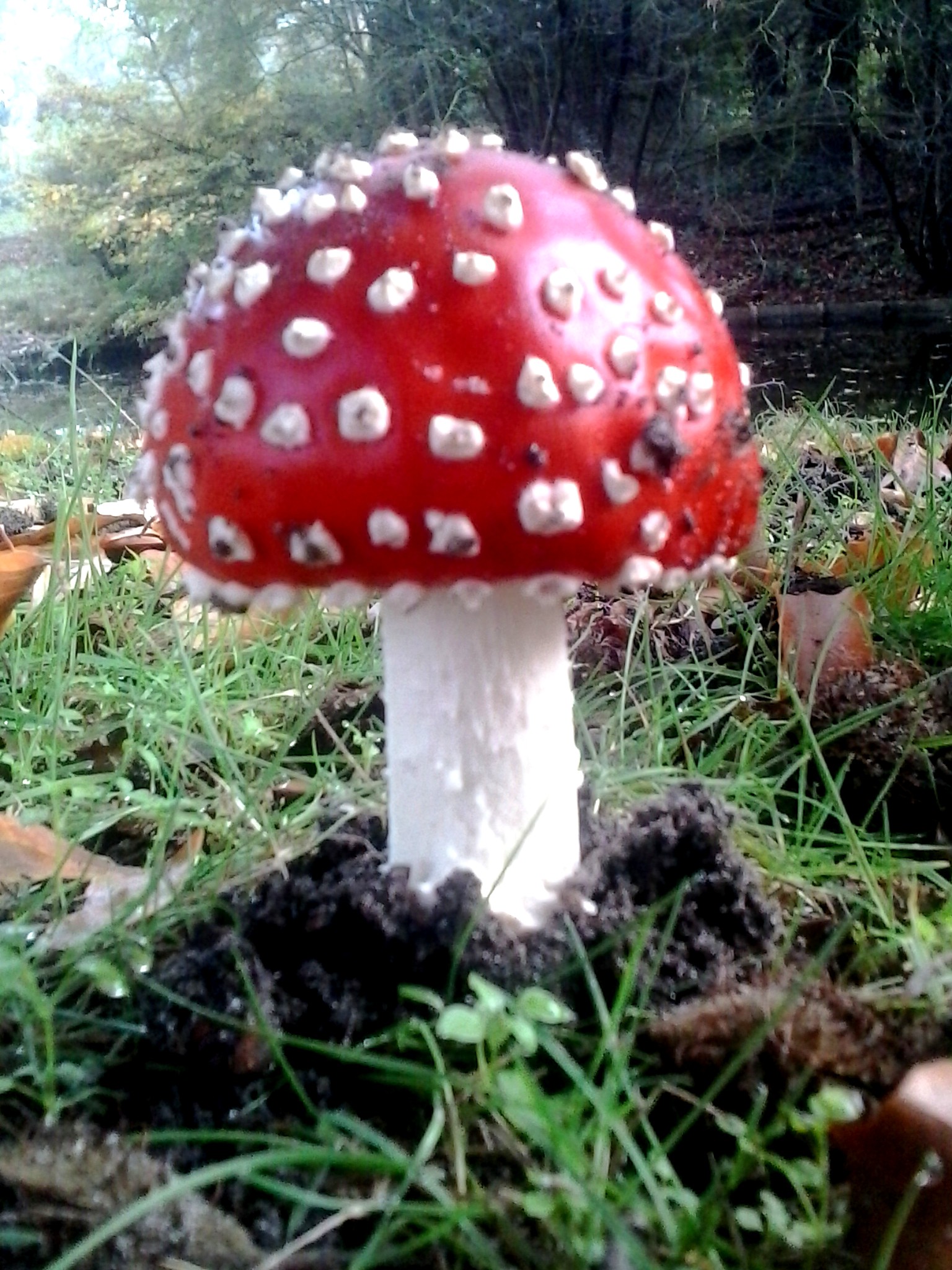 Kaboutertjes....