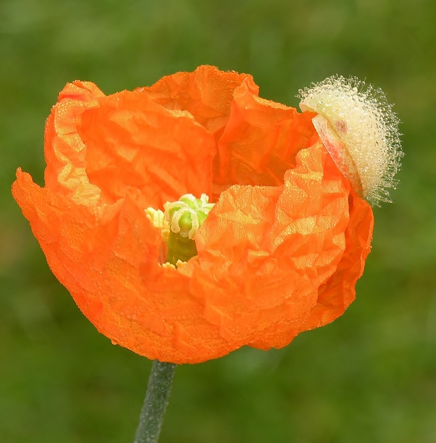 Hoedje met dauwdruppels