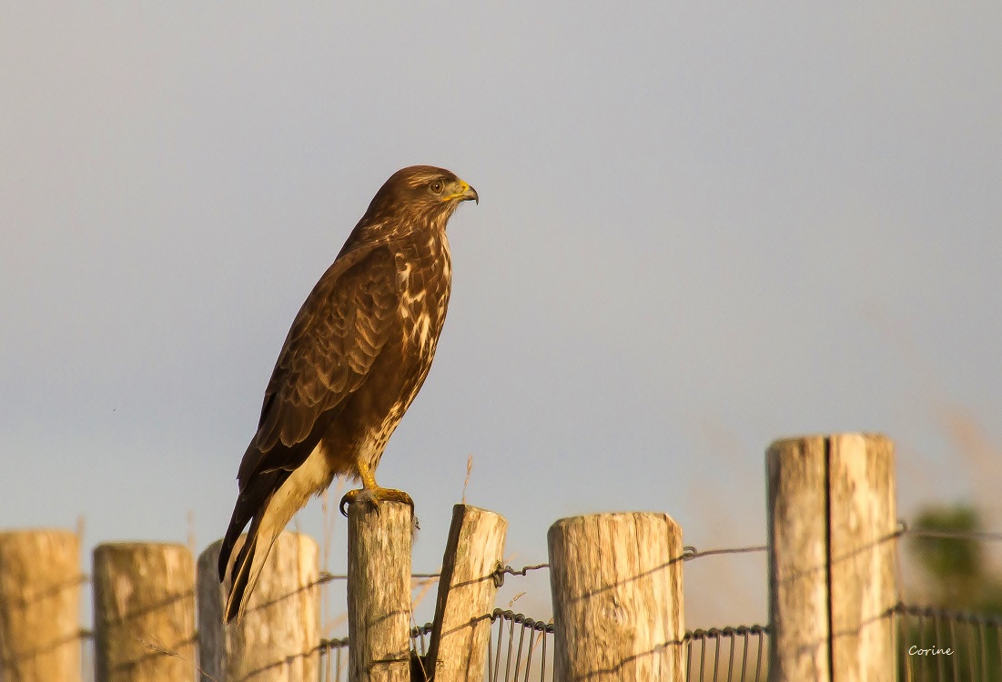 Buizerd