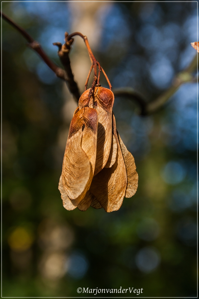 Wachtend op hun vlucht