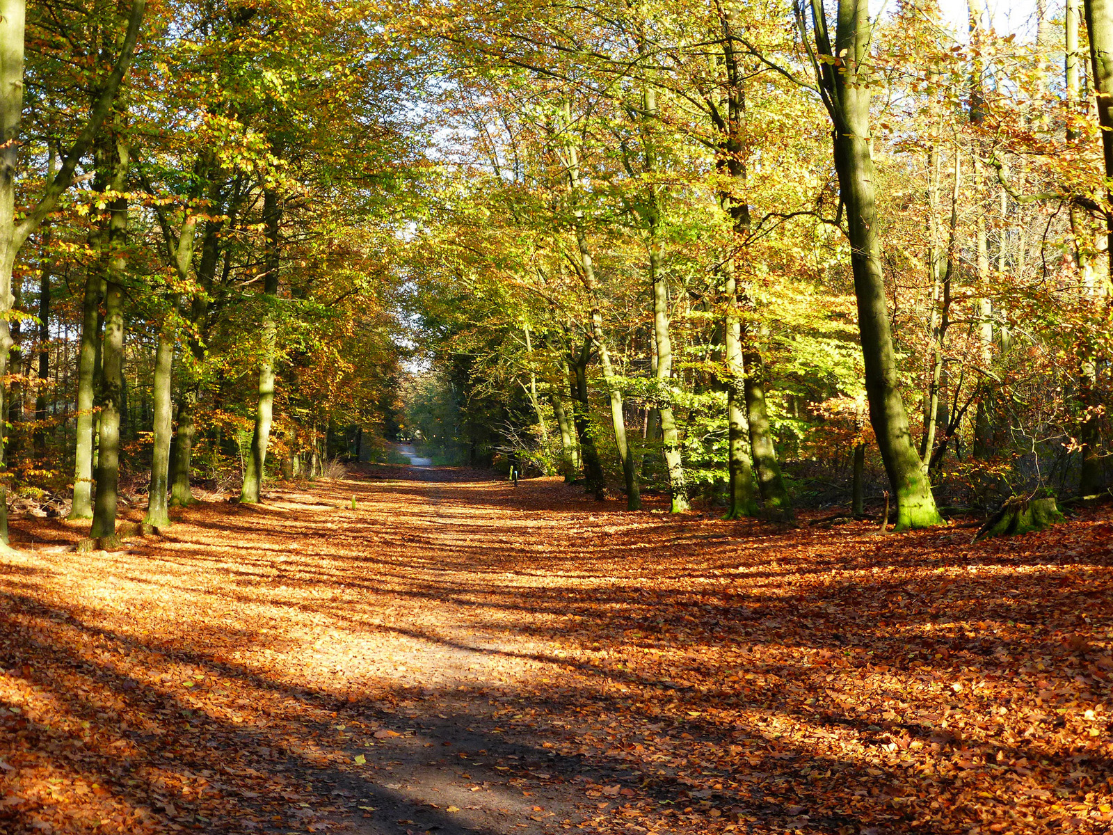 Herfstbos bij Heerde