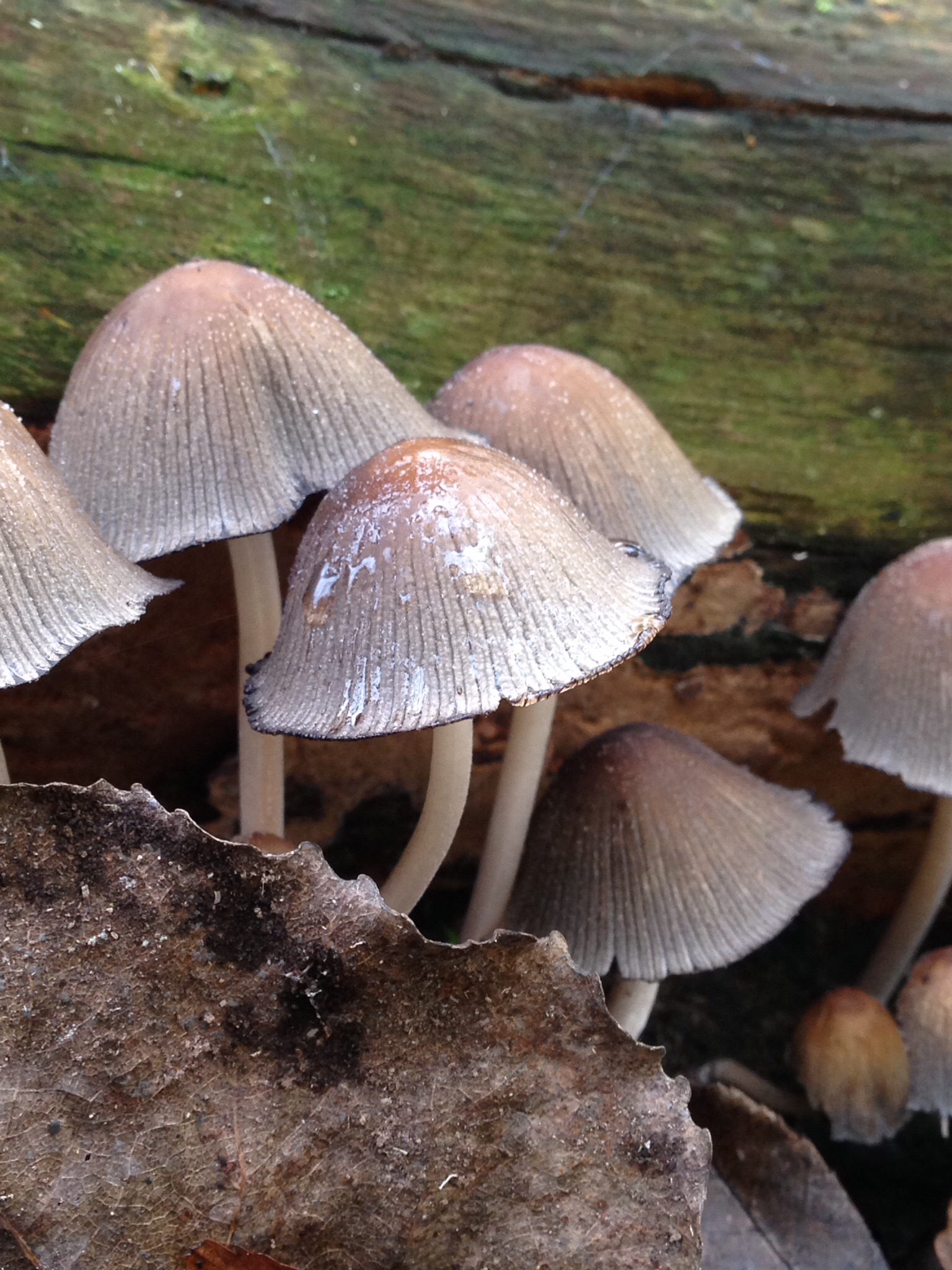 Paddenstoel met dauw