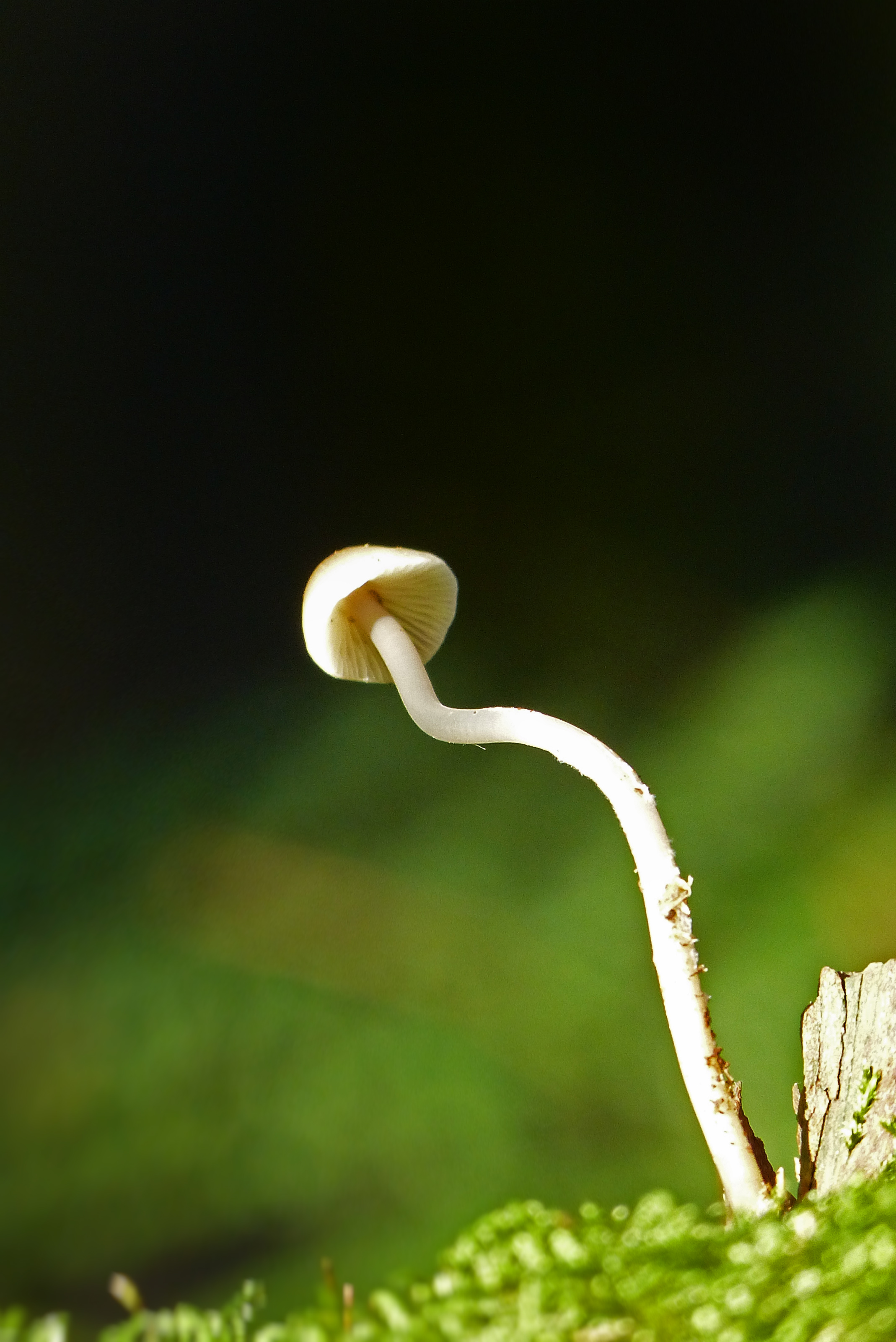 Mycena