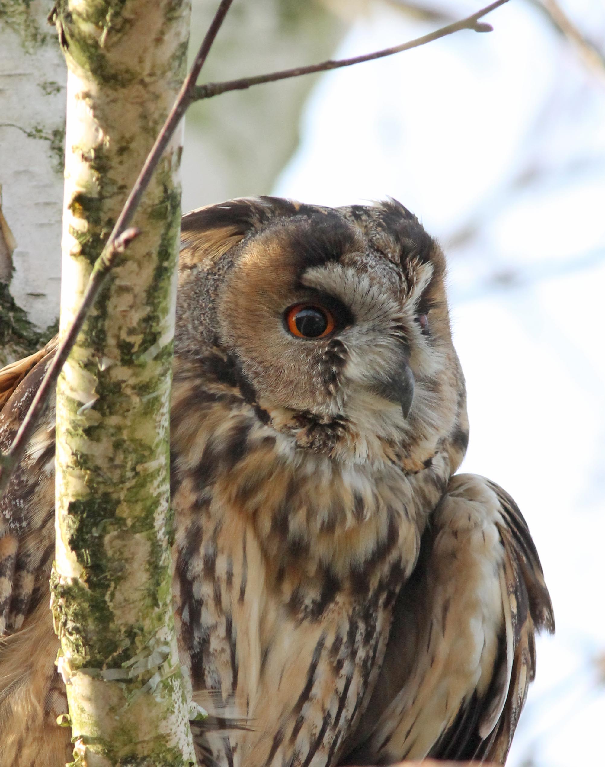 De uil zat in de ...berkenboom