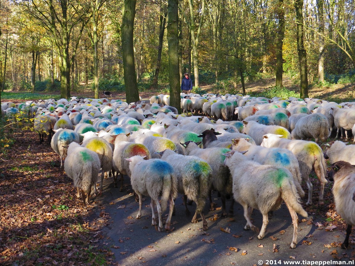 De schapen...