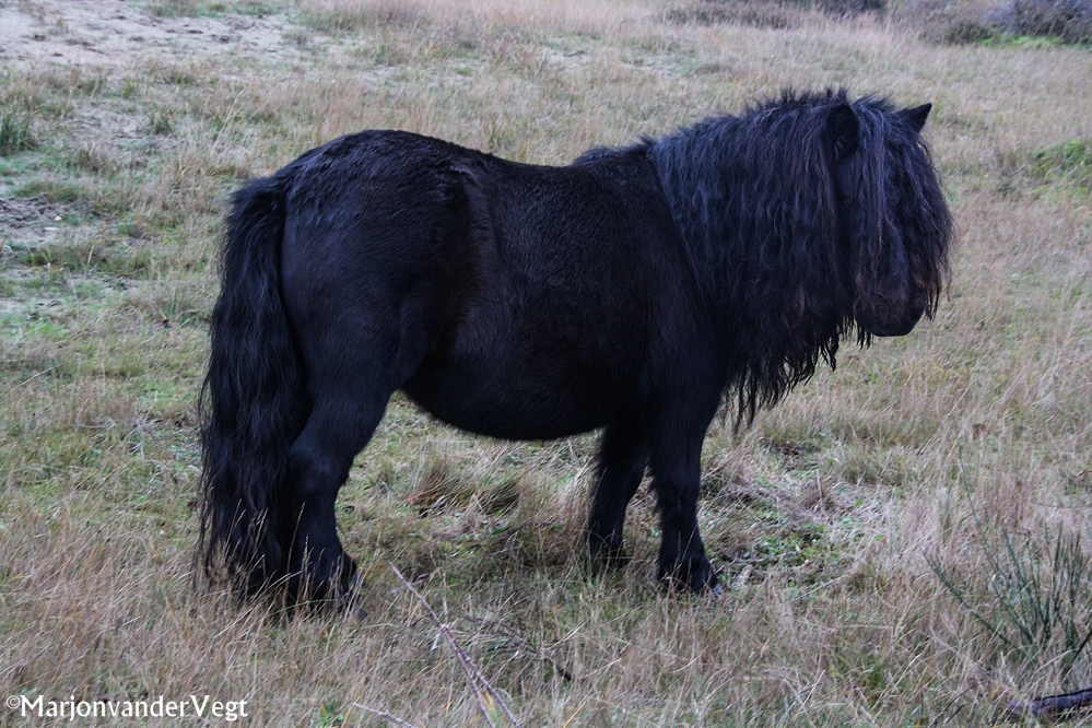 Mooie Shetlandpony