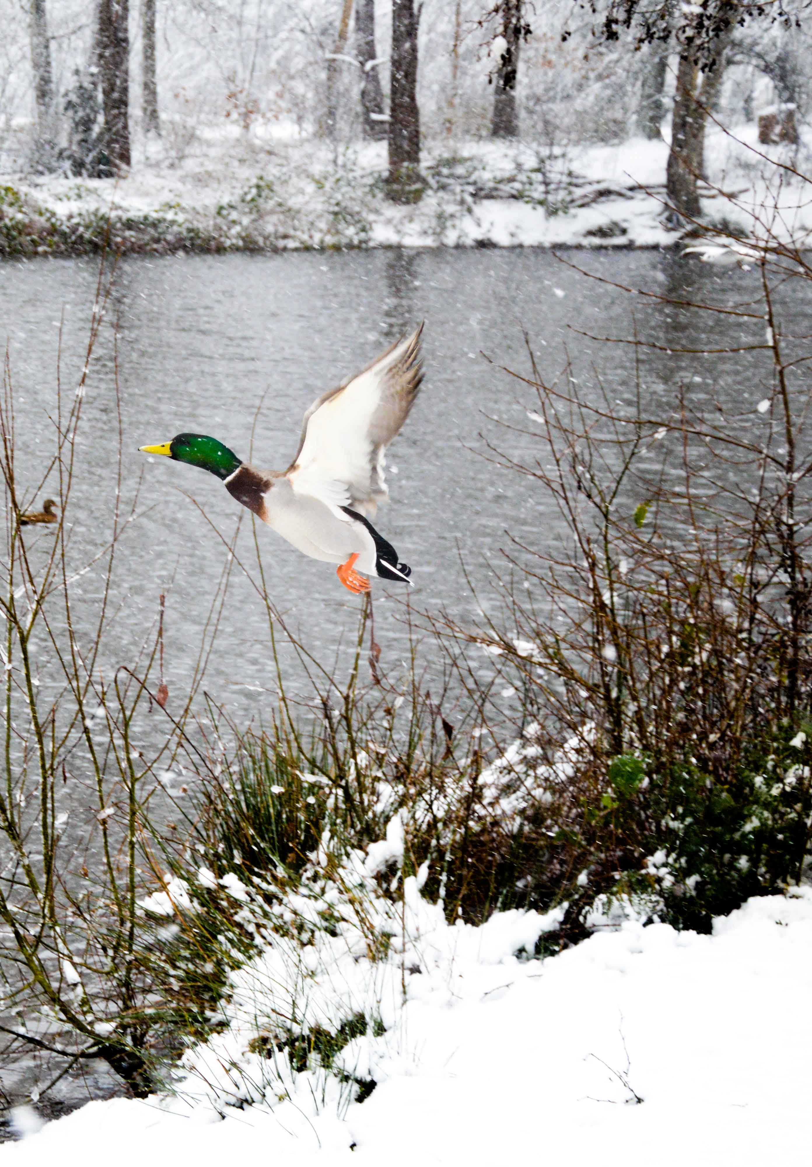 Free as a bird
