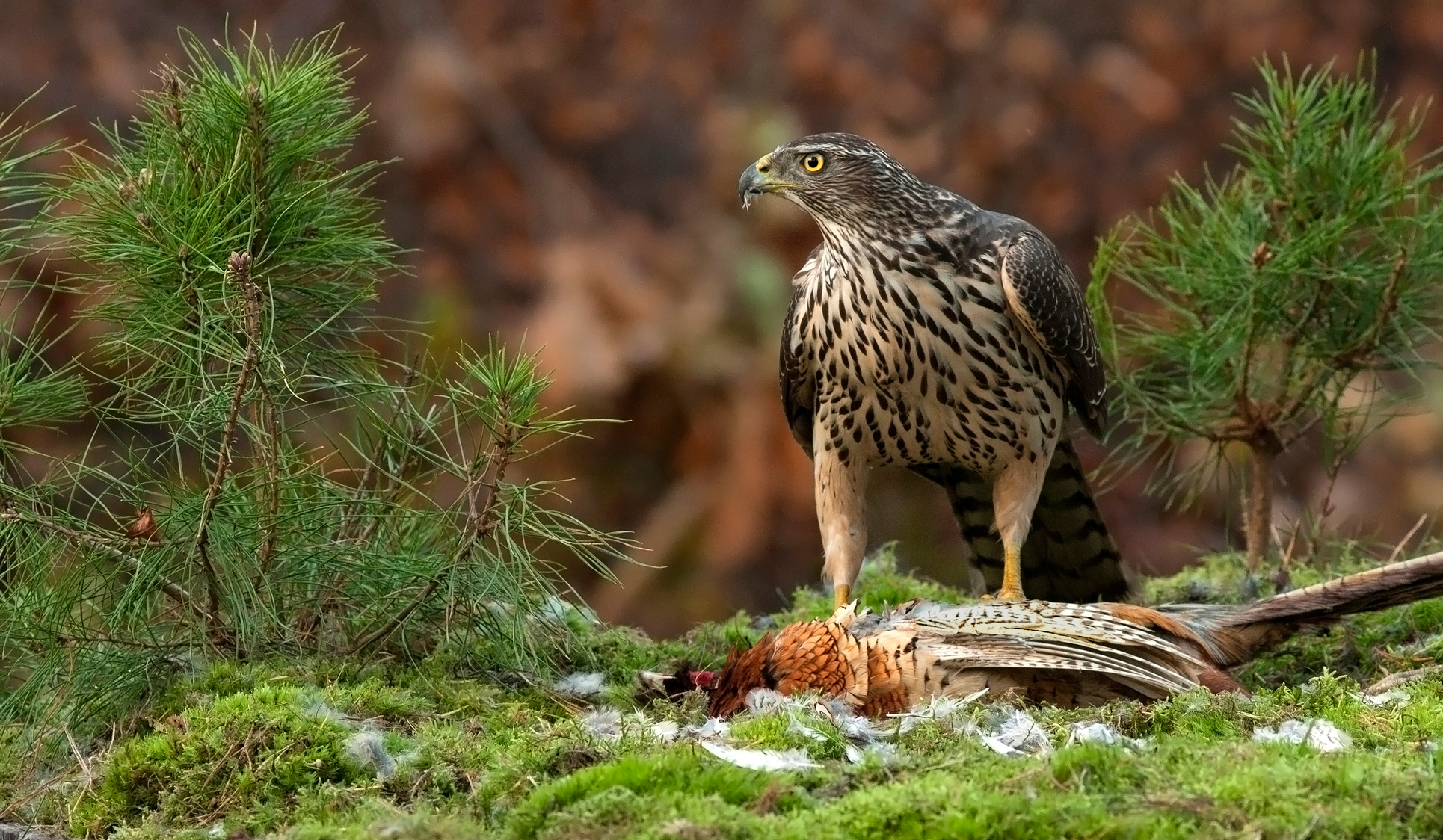 juveniele havik op prooi