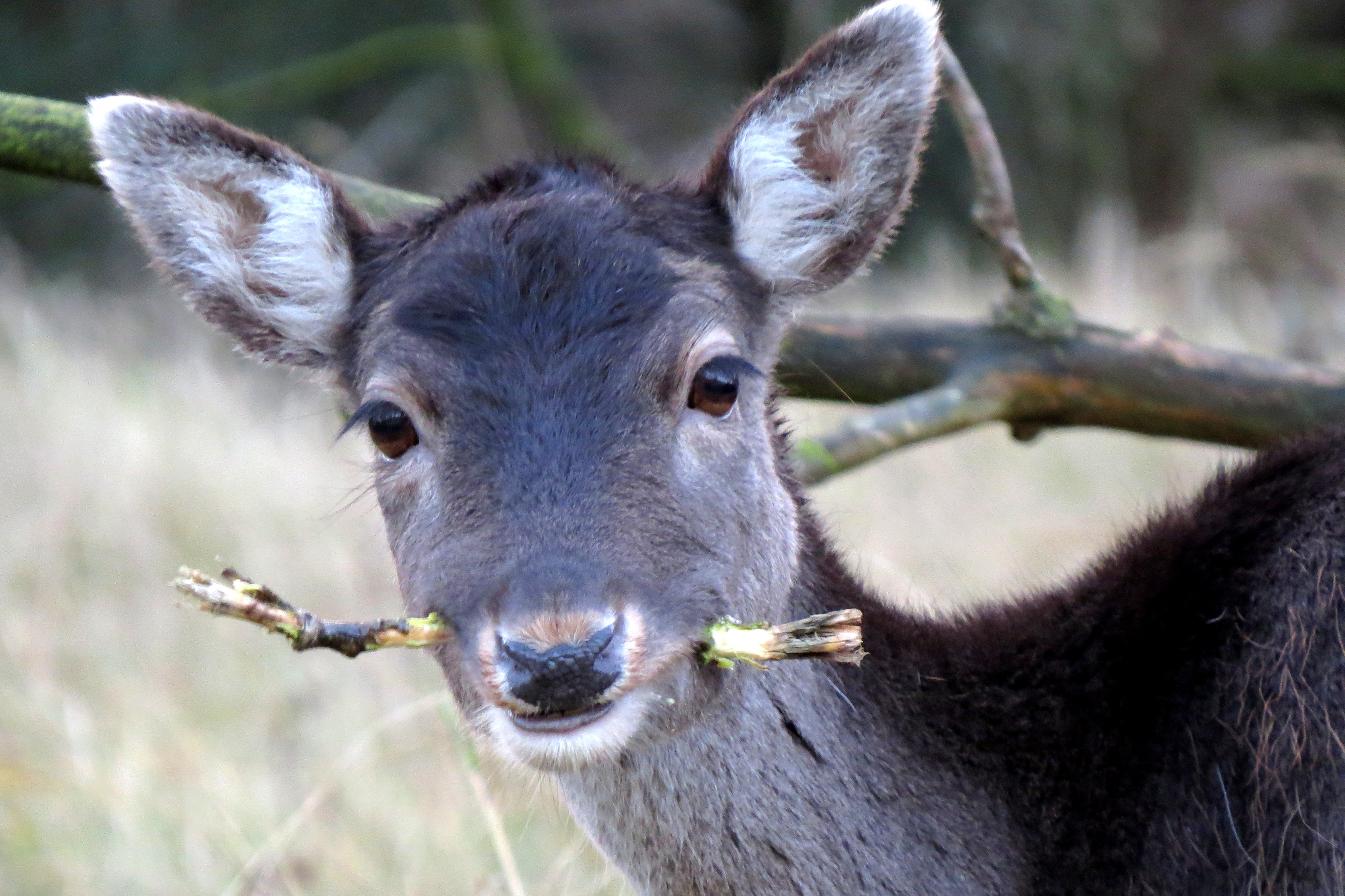 Op een houtje bijten