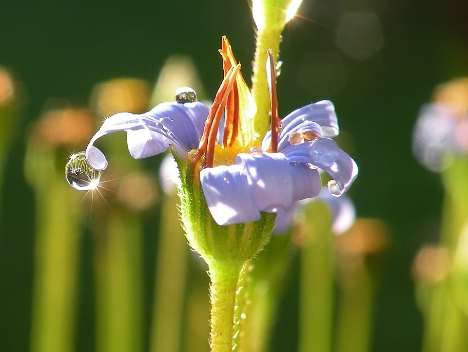 Een zonnetje gevangen.