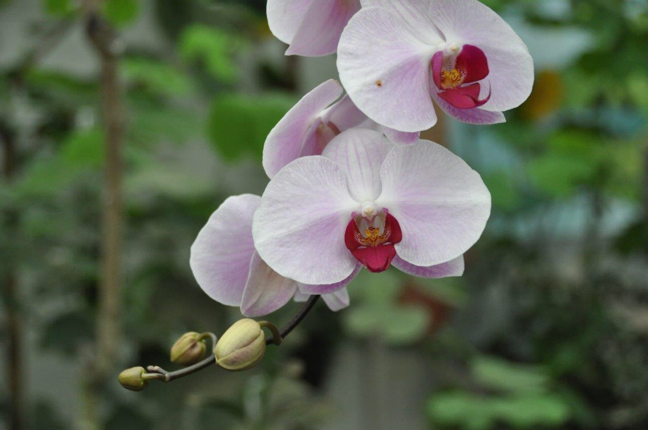 Orchidee