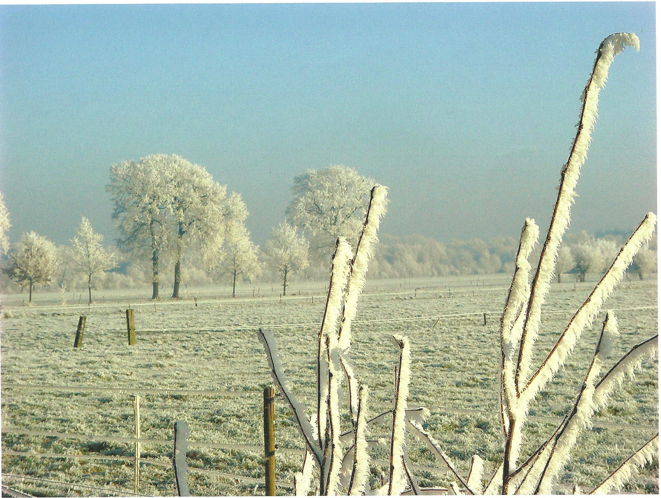 Berijpte struiken en weiland