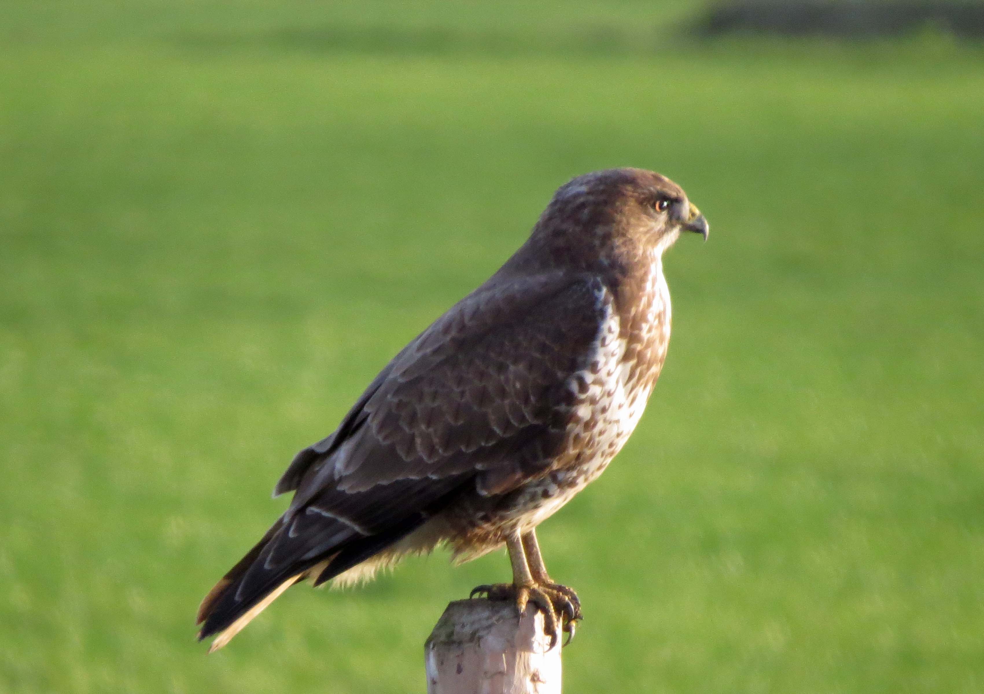 Buizerd