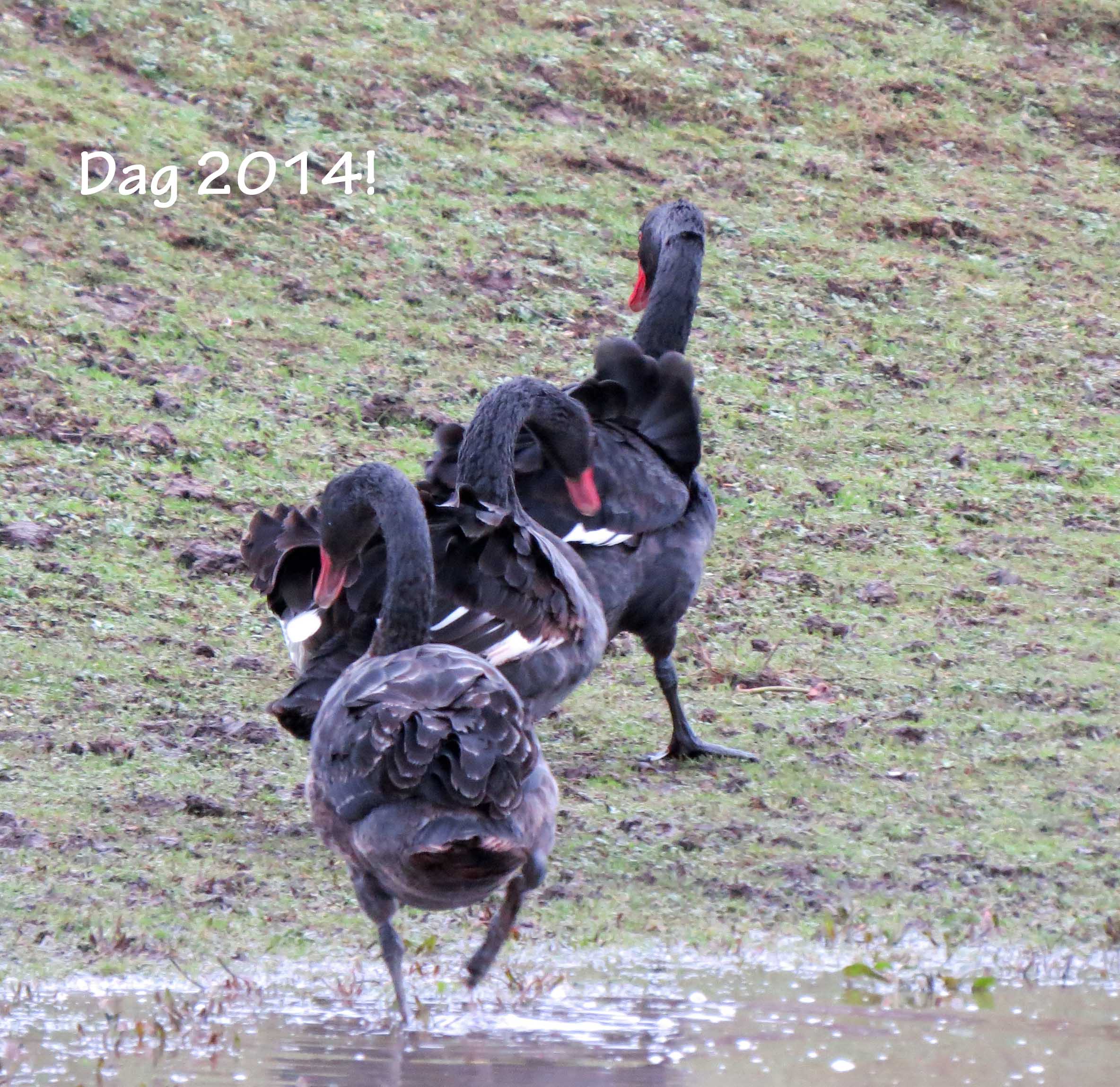 Dag 2014!