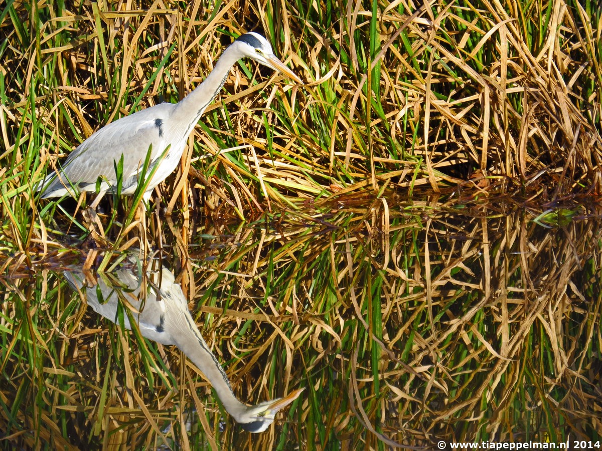 Reiger op zoek naar een visje