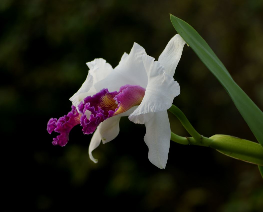 Orch. Cattleya