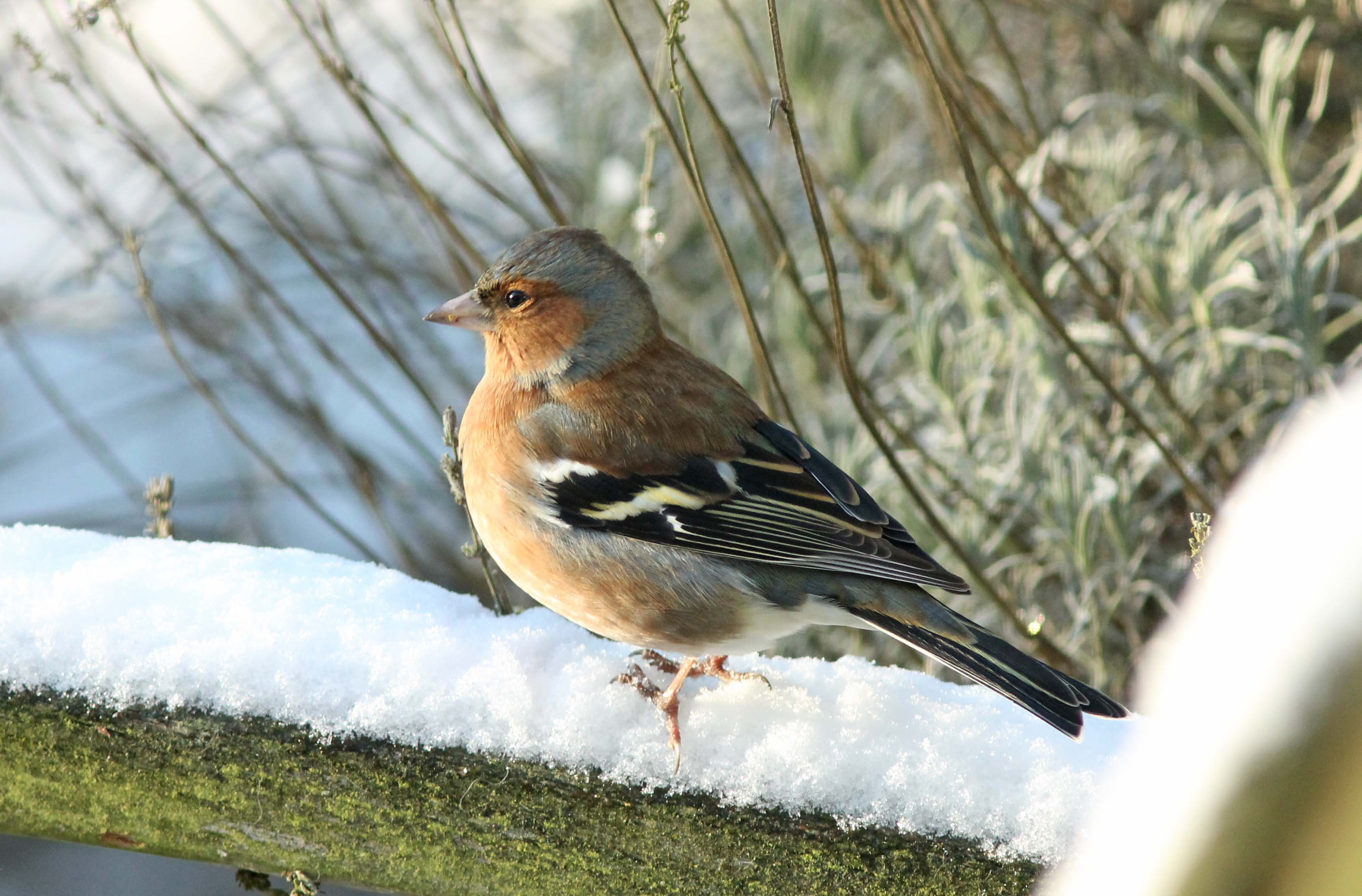 Vink