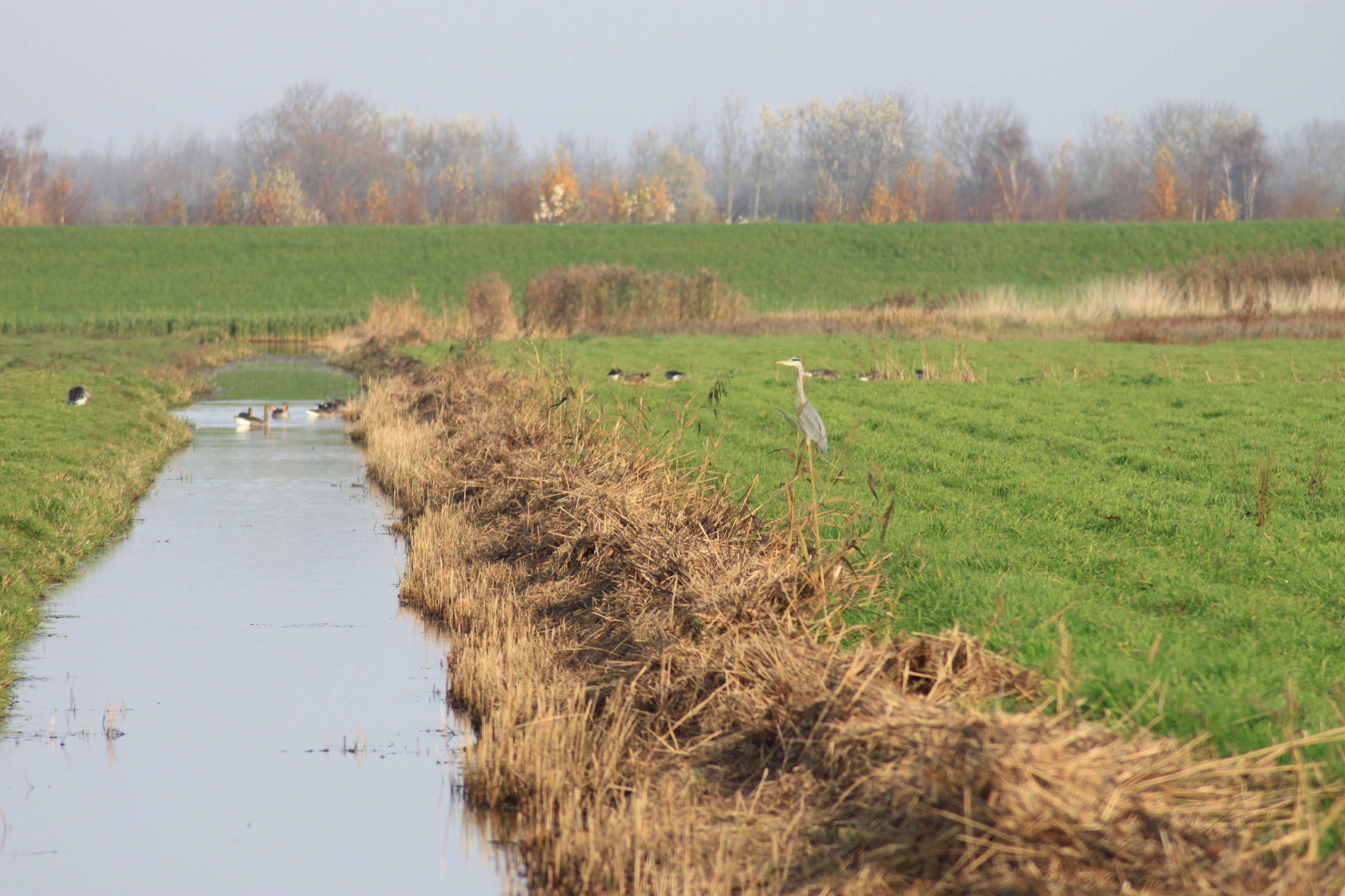 Blauwe reiger