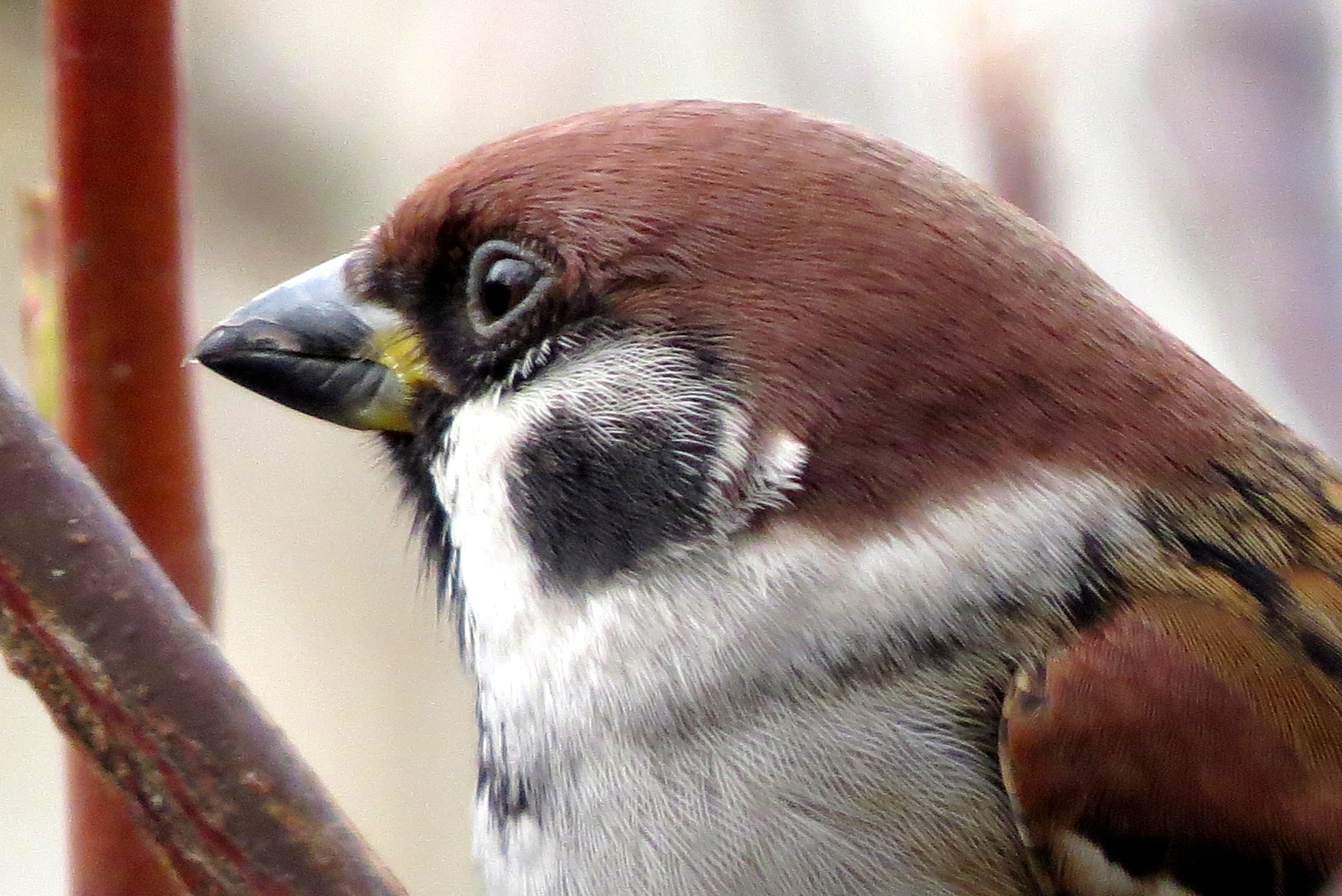 Om door een ringetje te halen