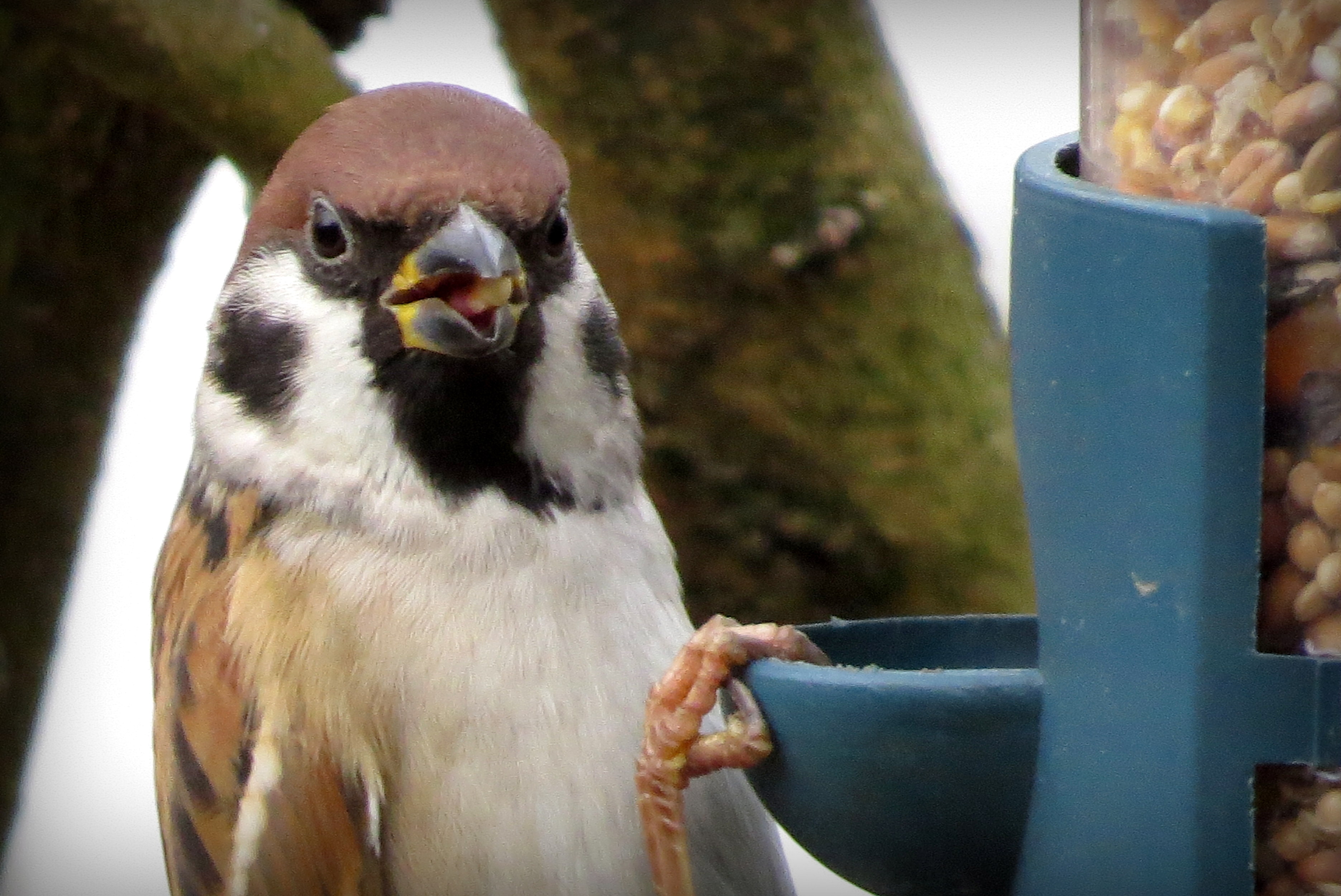 Het is hier goed eten!