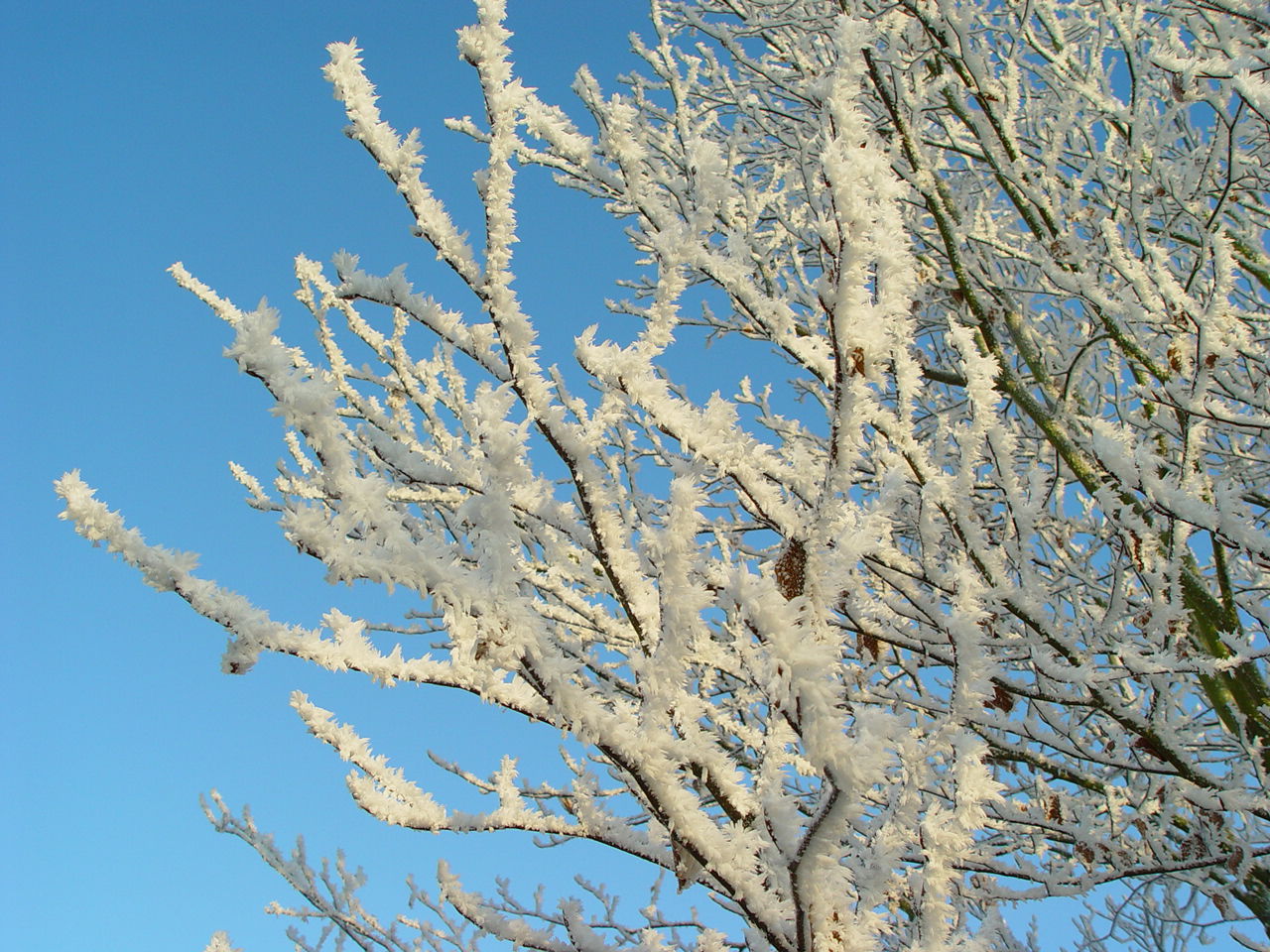 Uiltje in berijpte boom