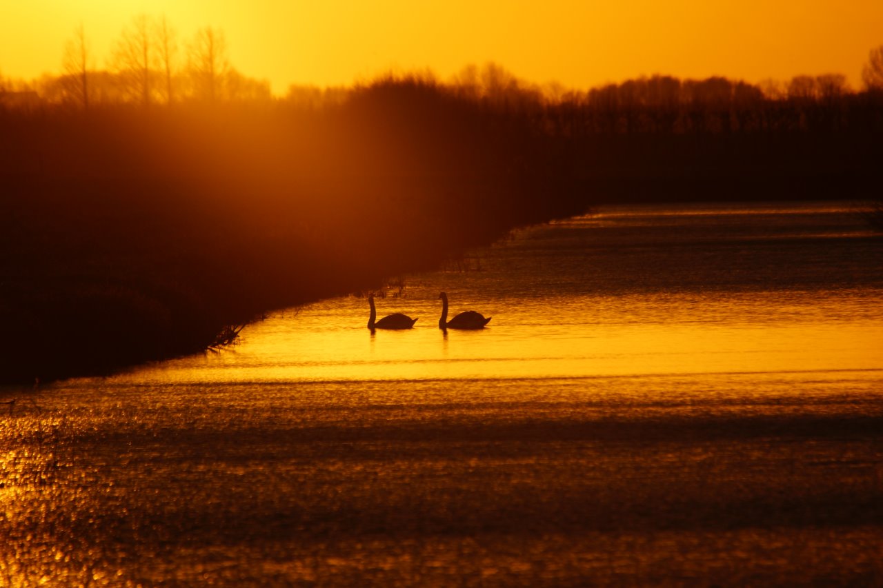 Zwaanen in tegenlicht