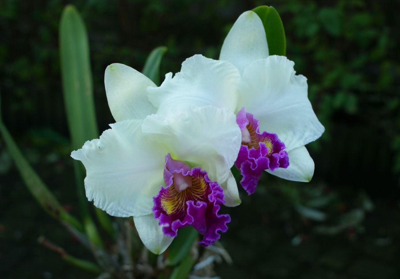 Cattleya
