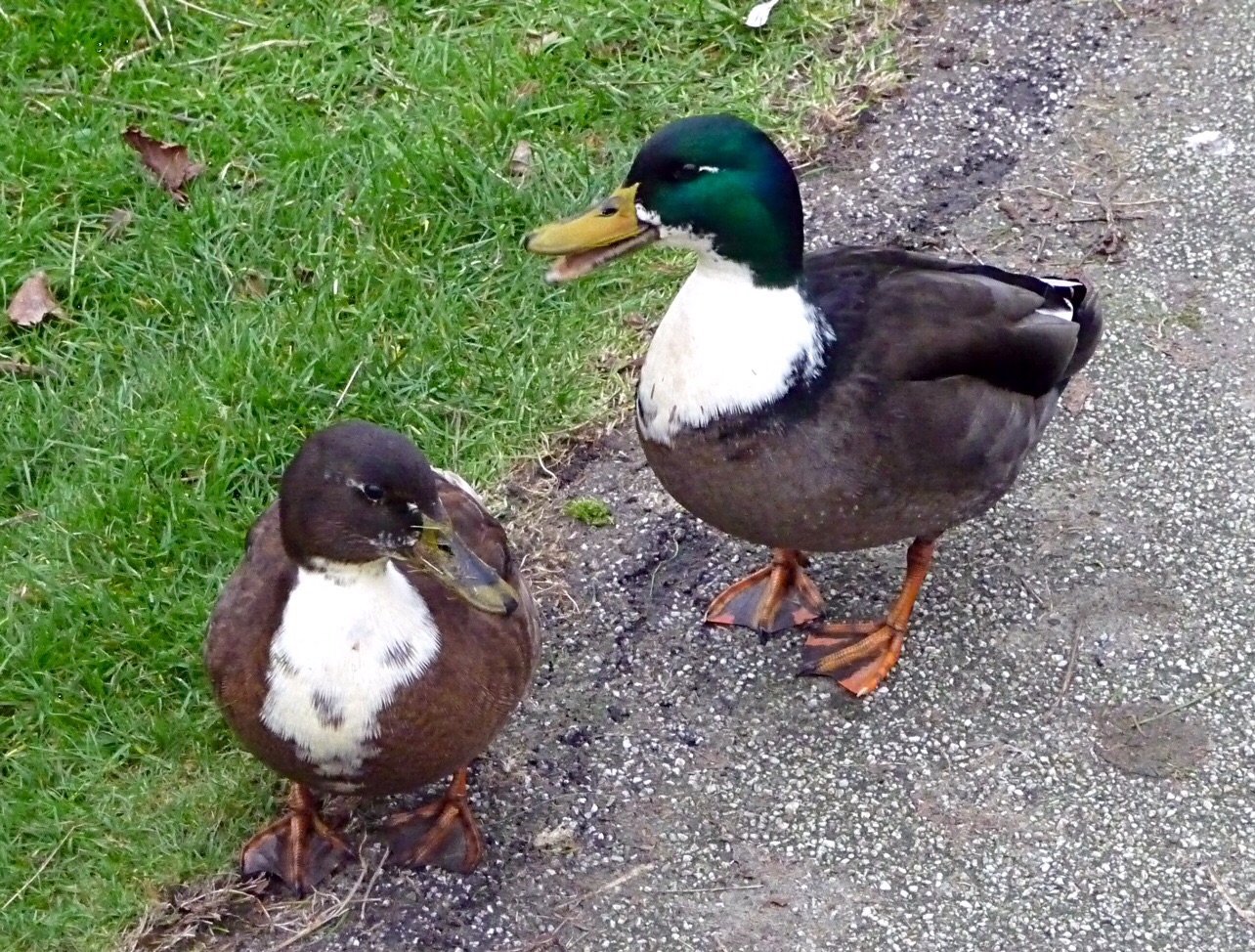 Eenden 3