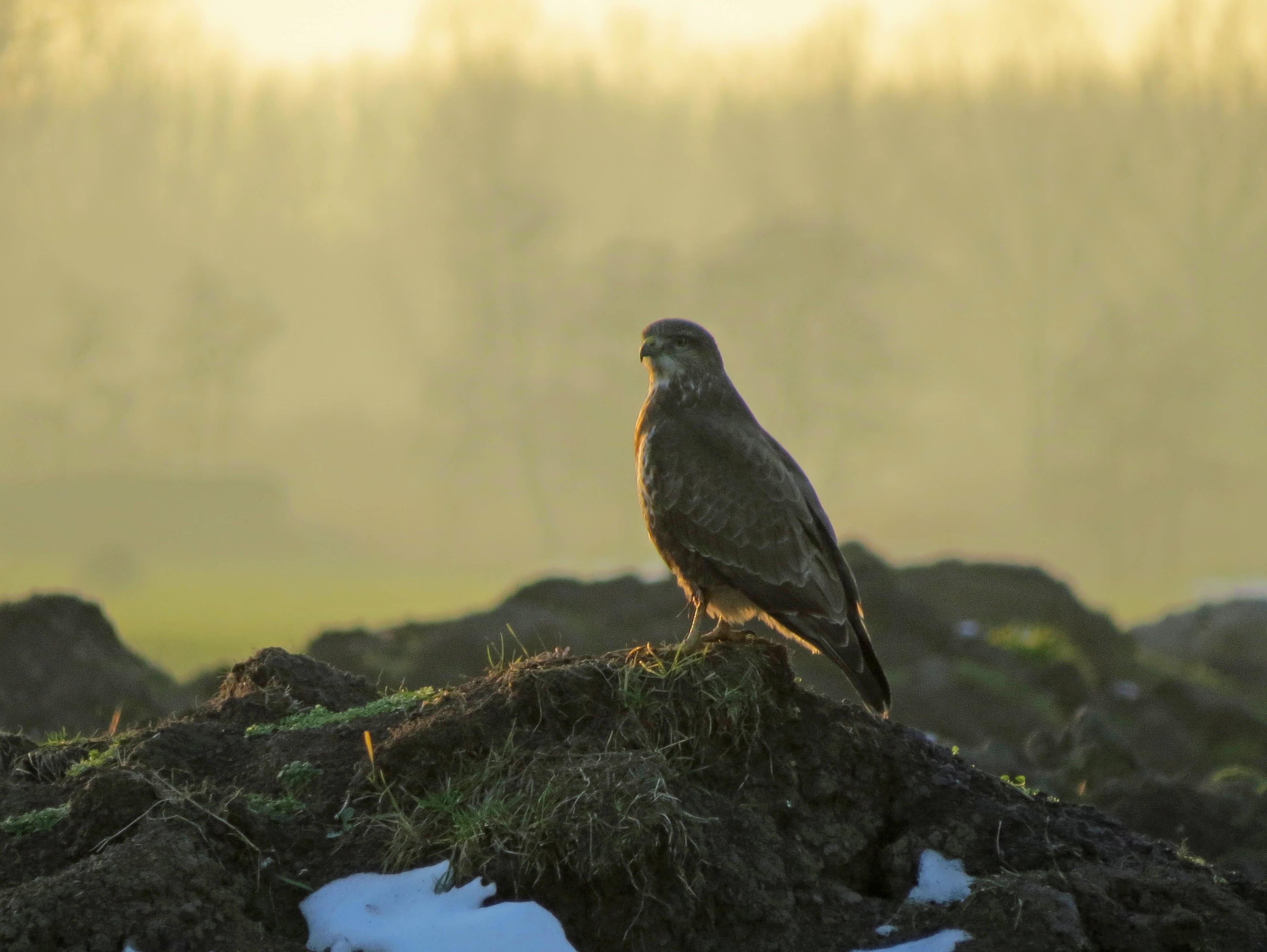 Buizerd