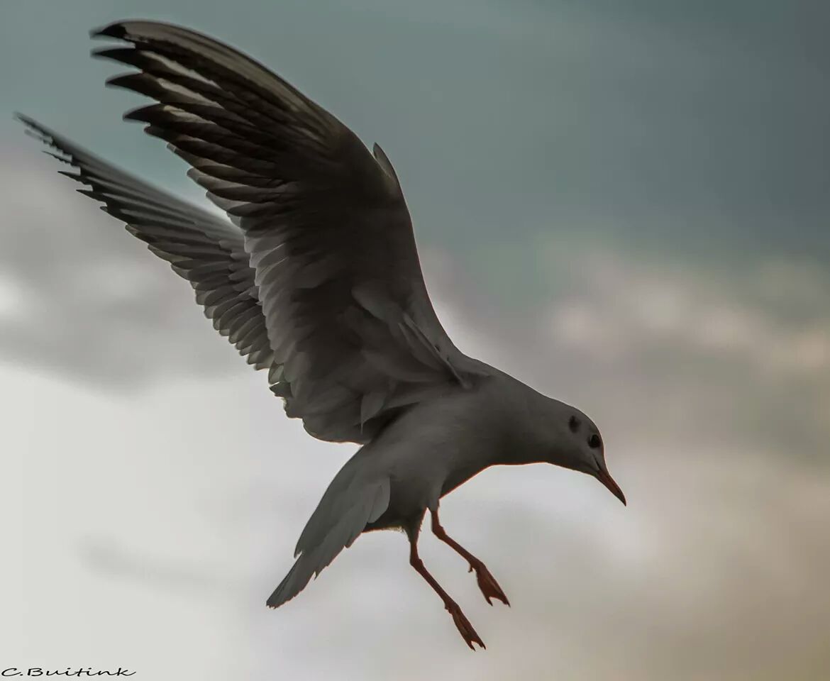 vroege vogel
