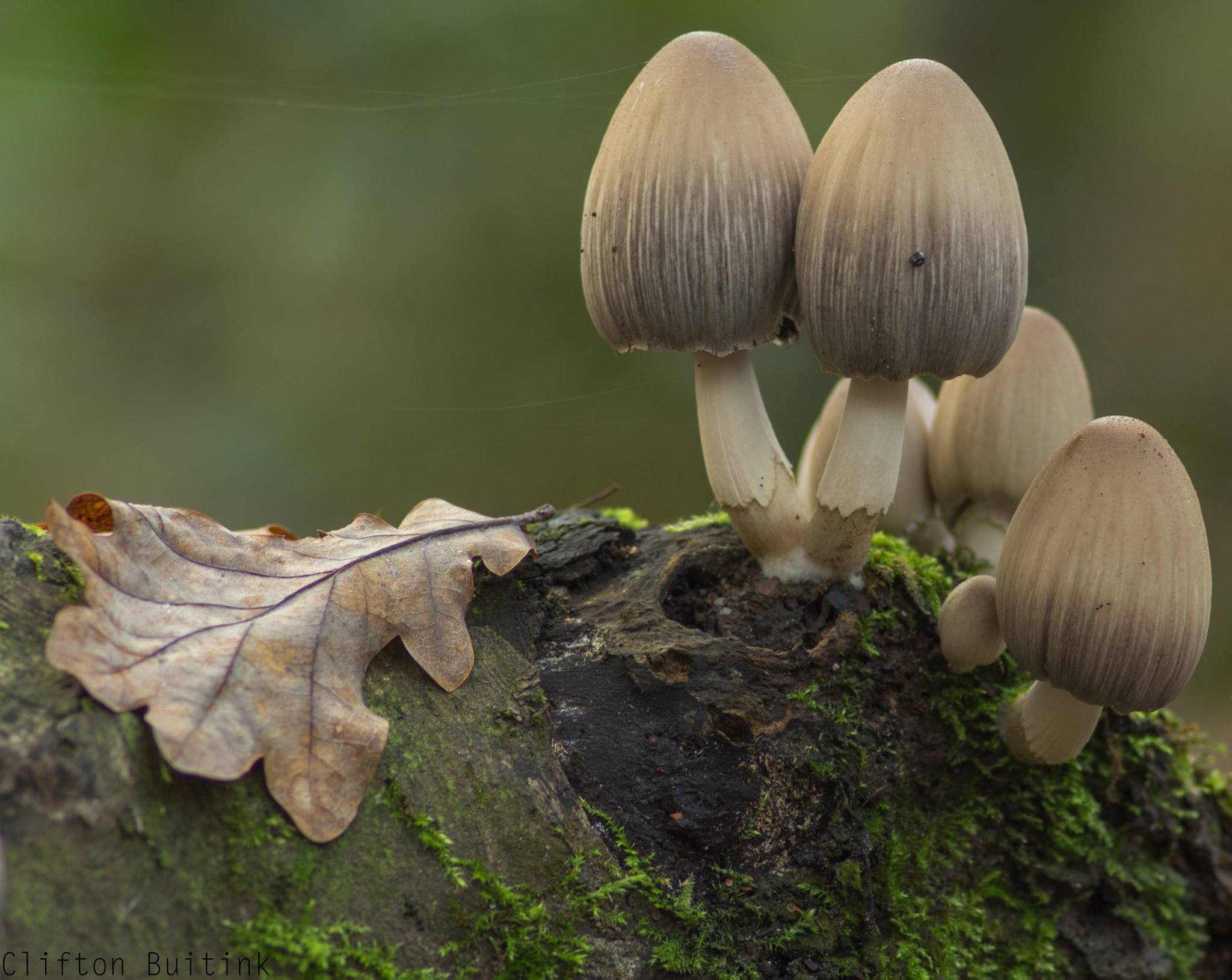Herfst in Overijssel 