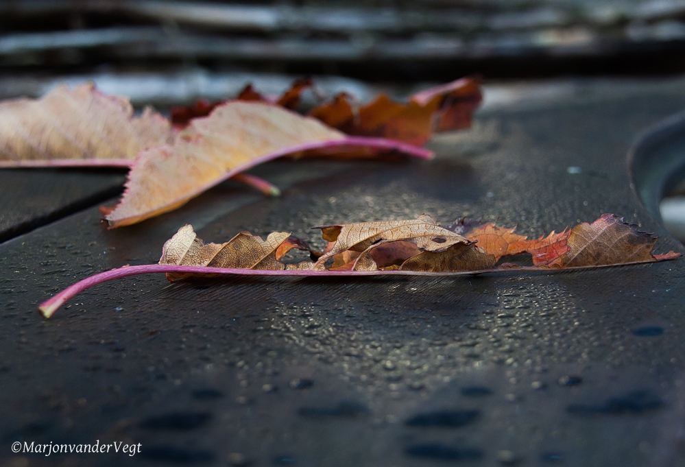 bladeren op z'n retour