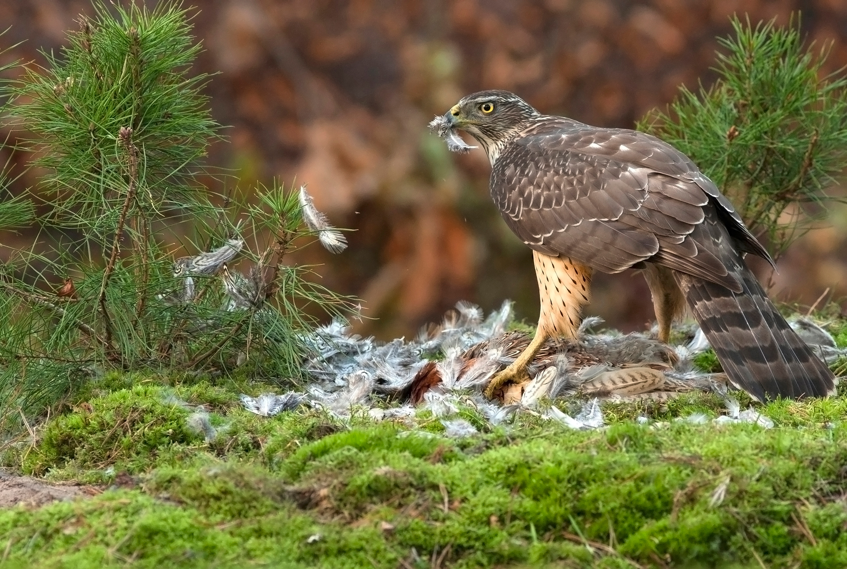 Juveniele havik met zijn prooi.