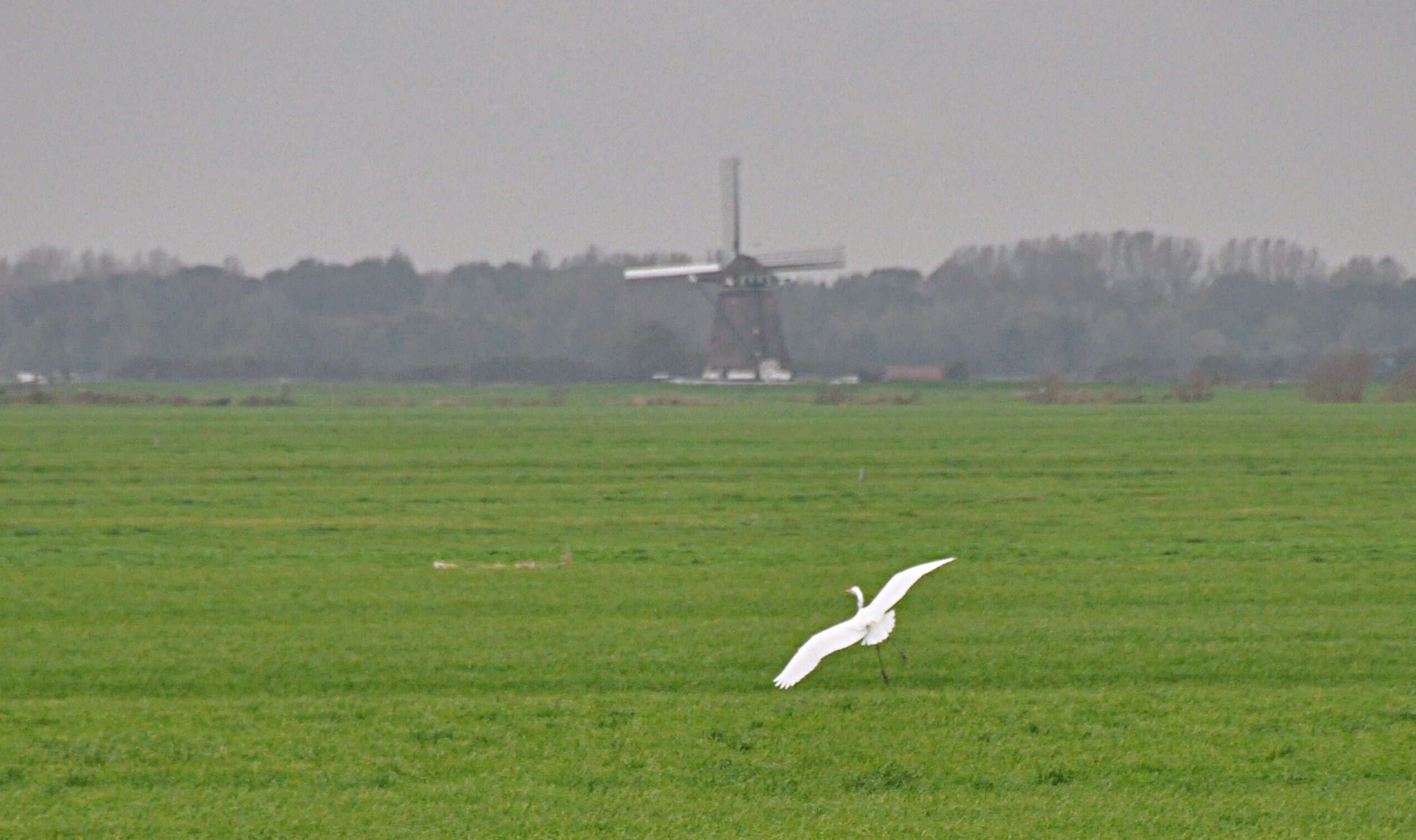 Witte reiger