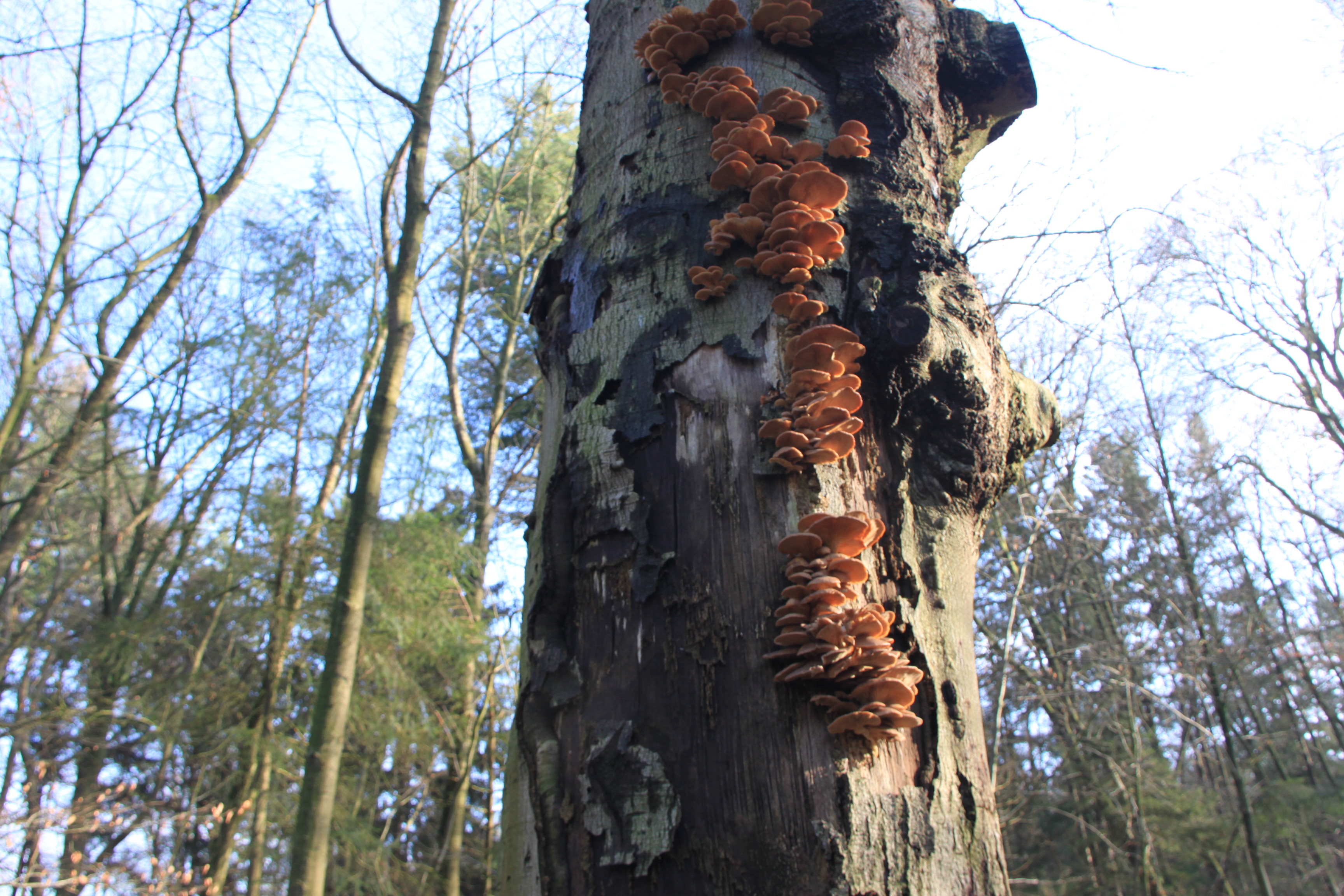 Boom met paddenstoelen