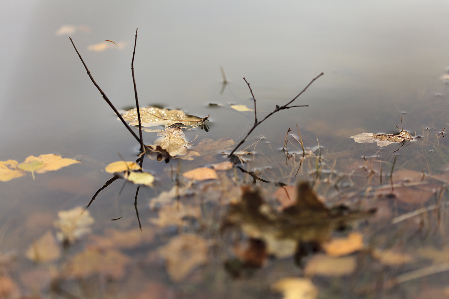 Transience (vergankelijkheid) 