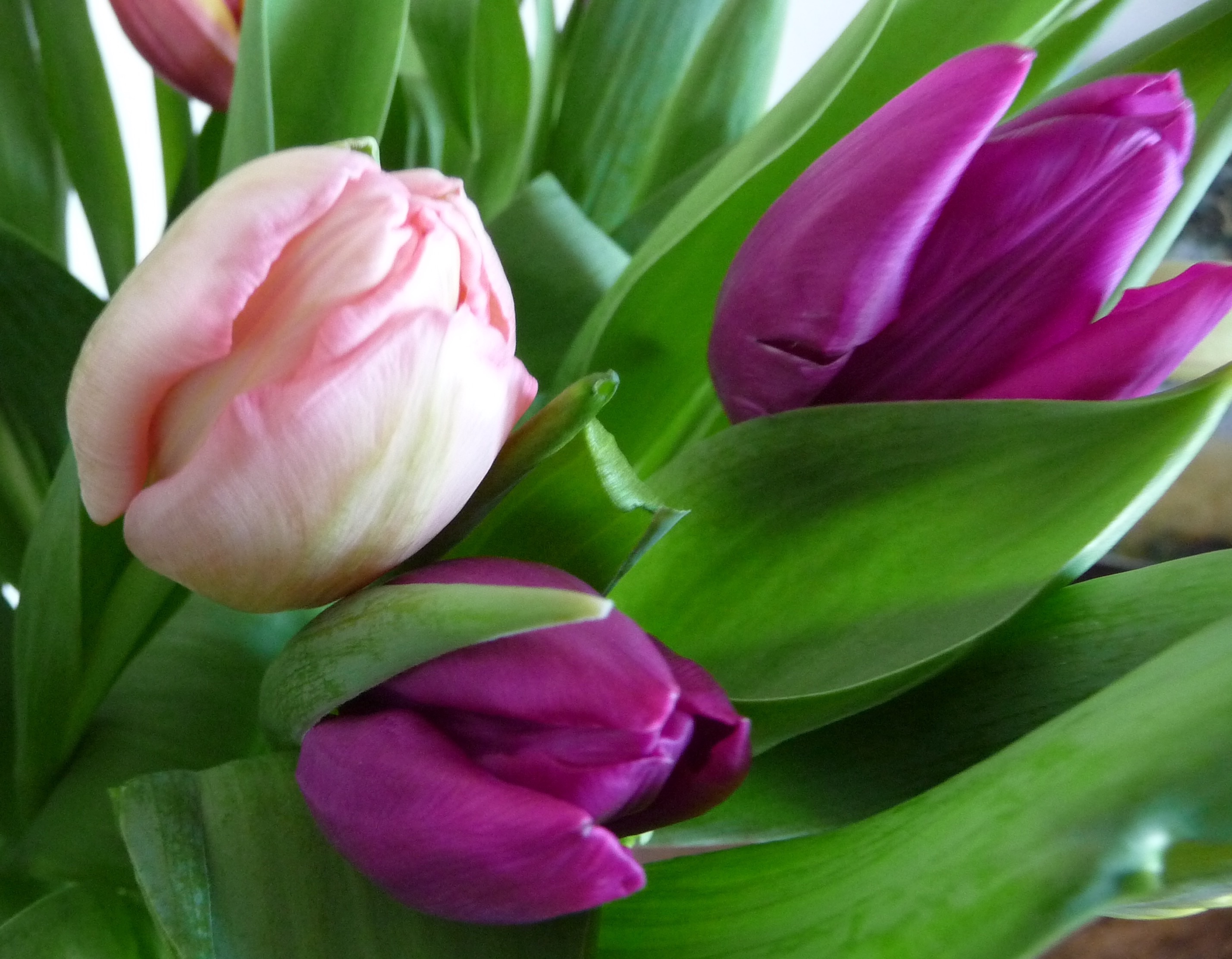 Tulpen 2