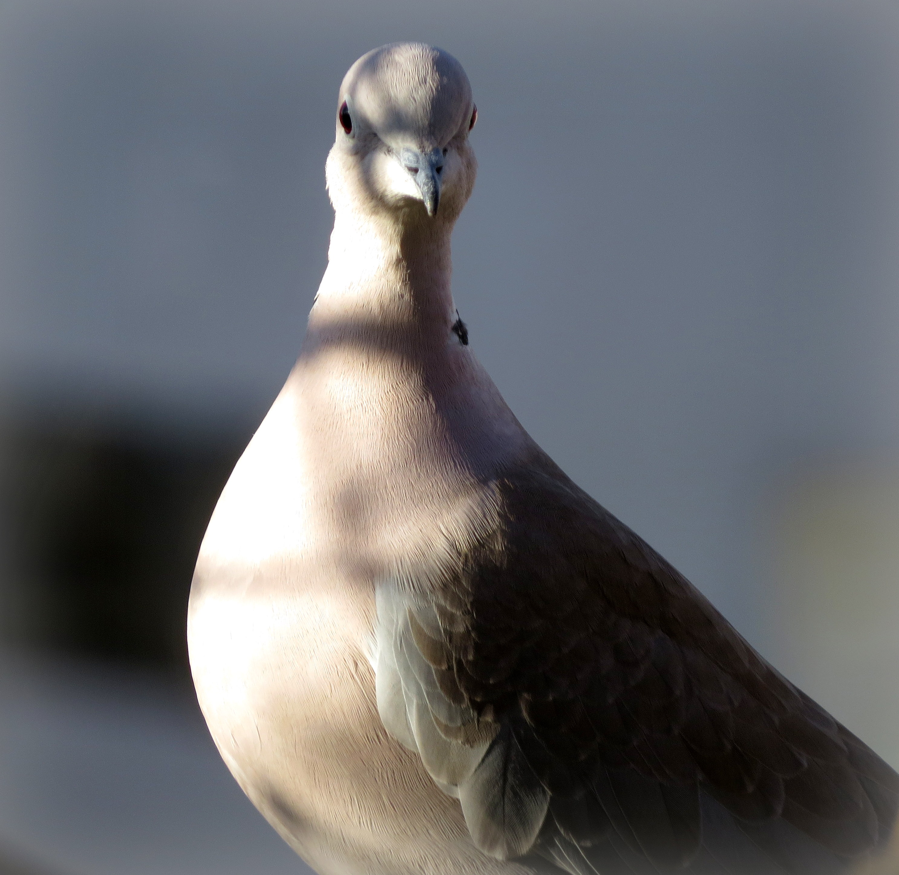 Tortel in het zonnetje