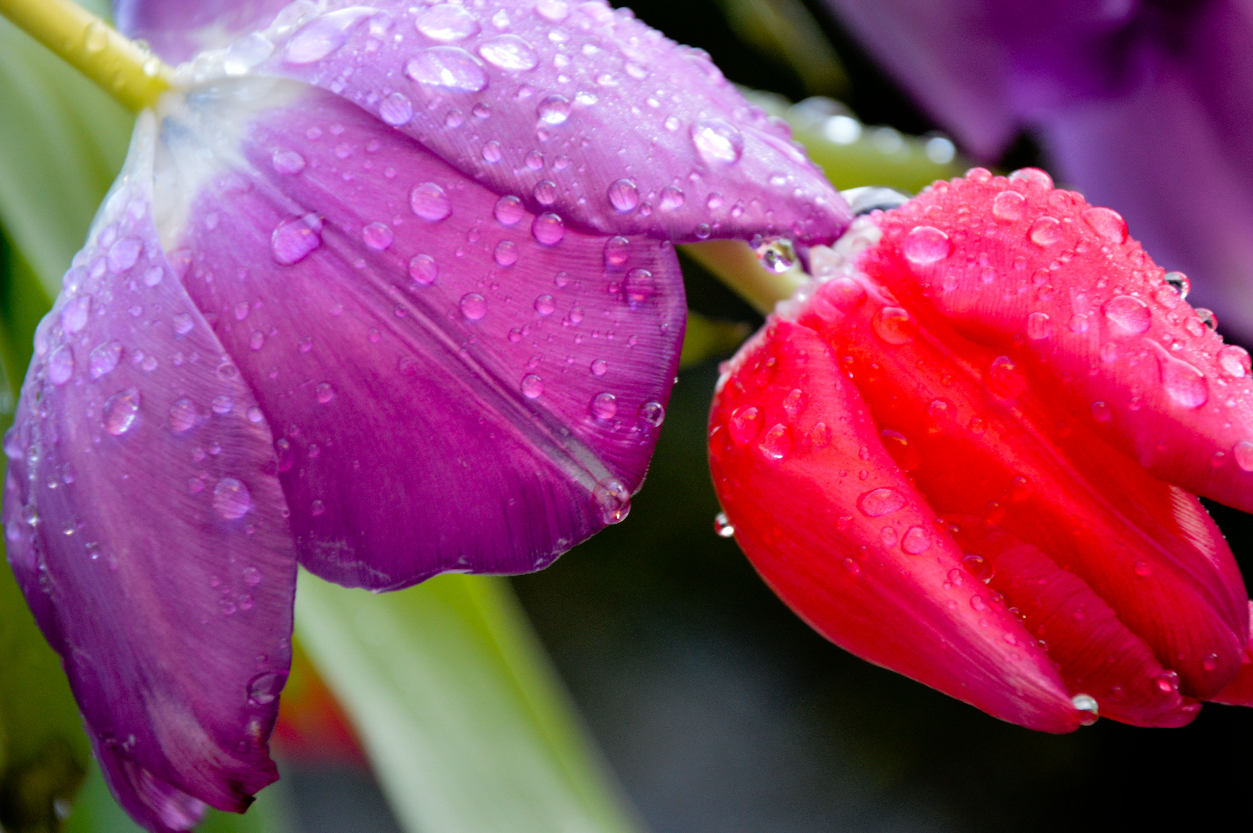 Teardrops in...