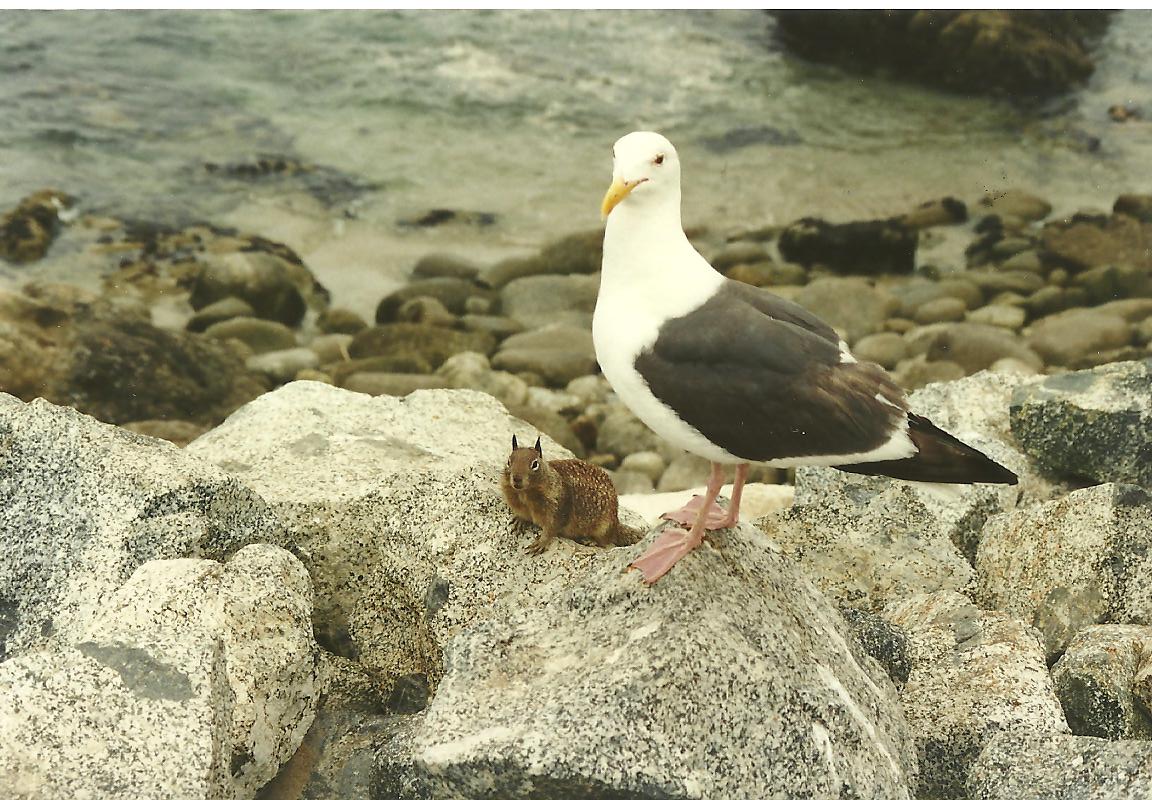 Zeemeeuw en grondeekhoorn