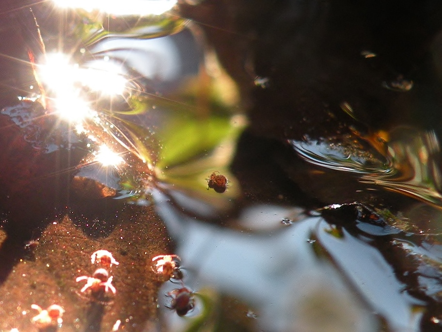 Zwemmen in de winter? 2e