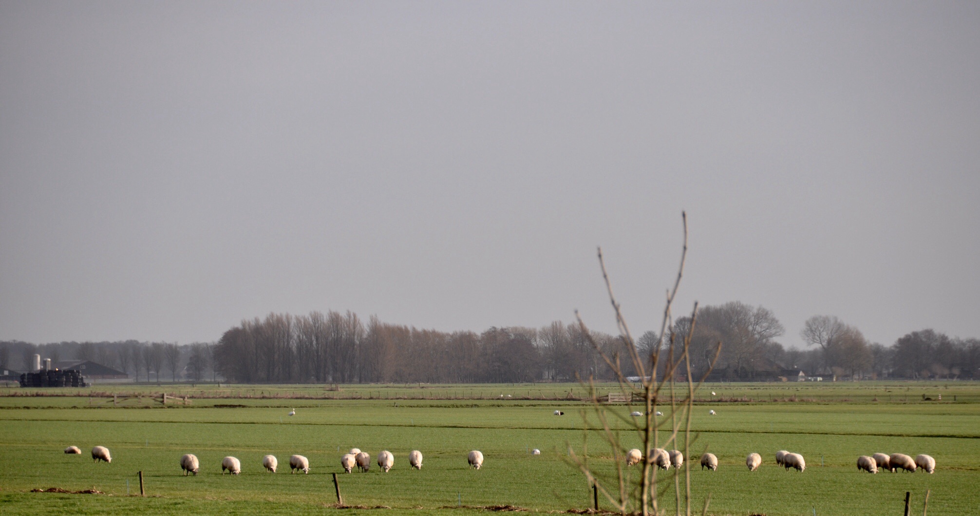 Schapen