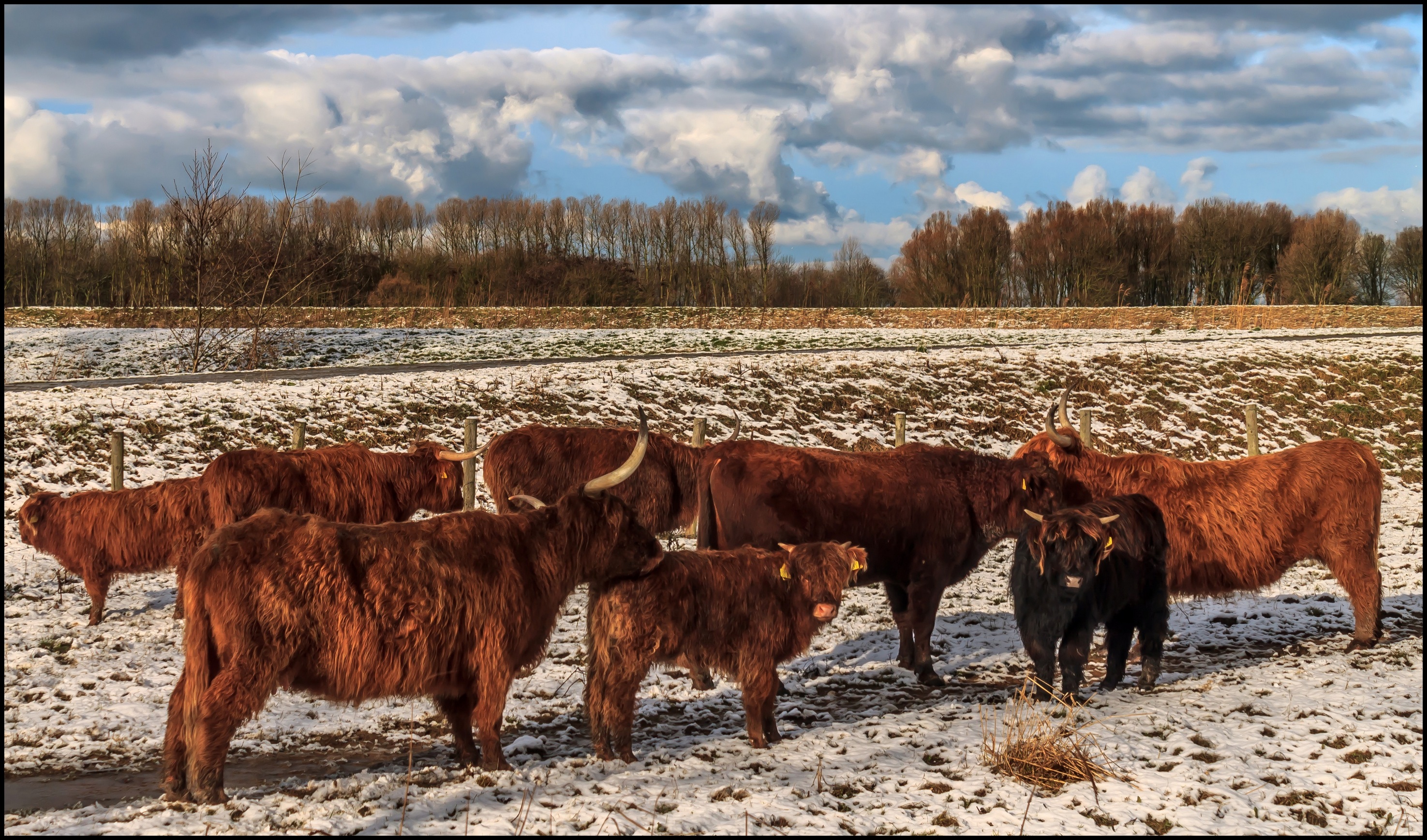 Schotsehooglanders en sneeuw.