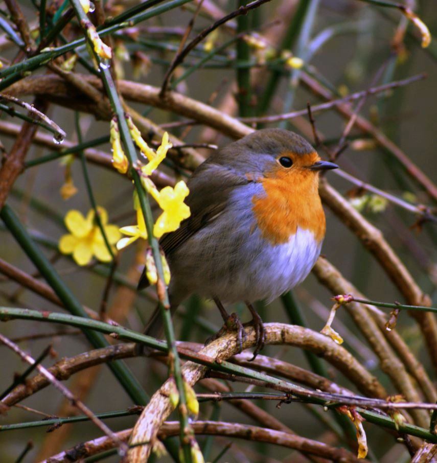 roodborstje in struik