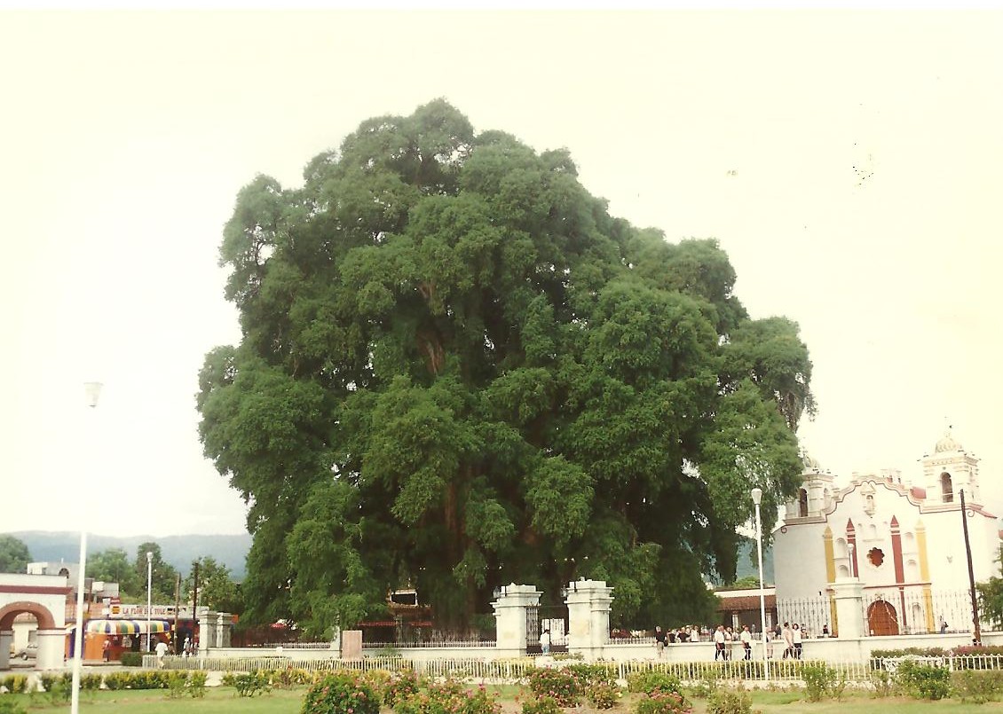 De grootste en dikste boom