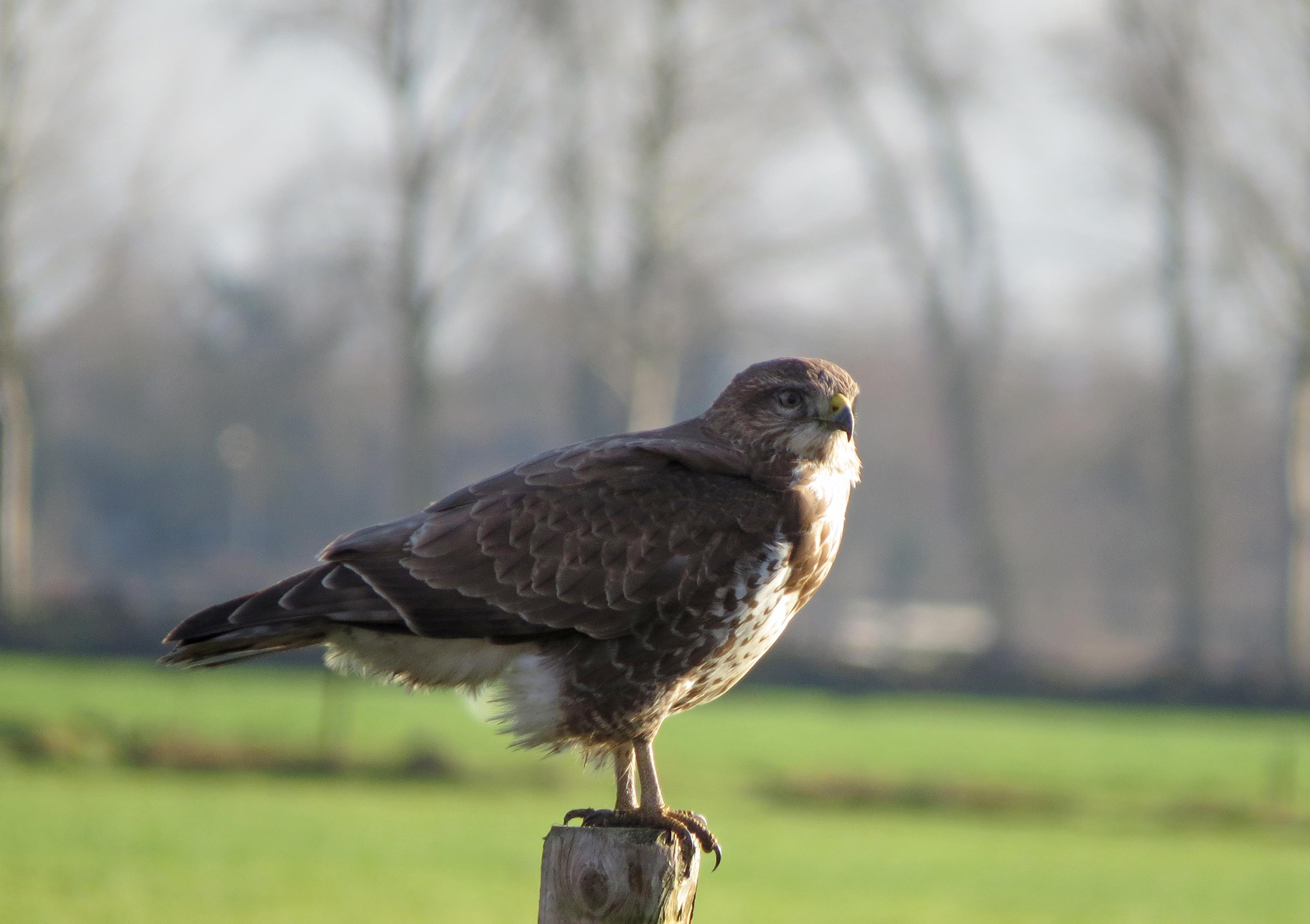Buizerd (2)