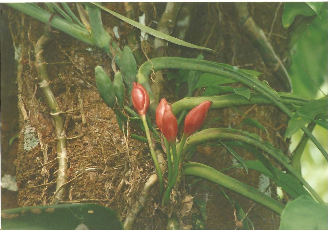 Bijzondere planten en bloemen.