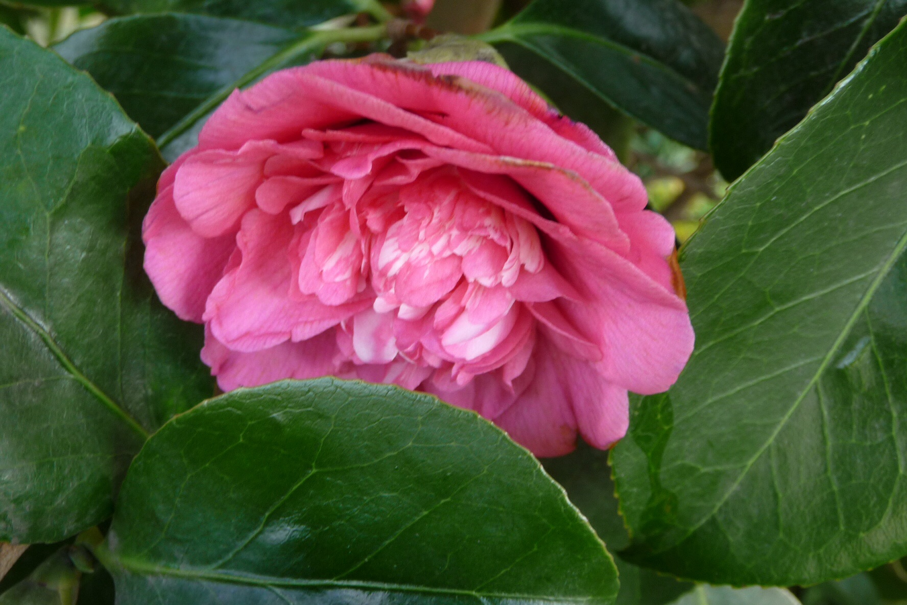 Camellia 2