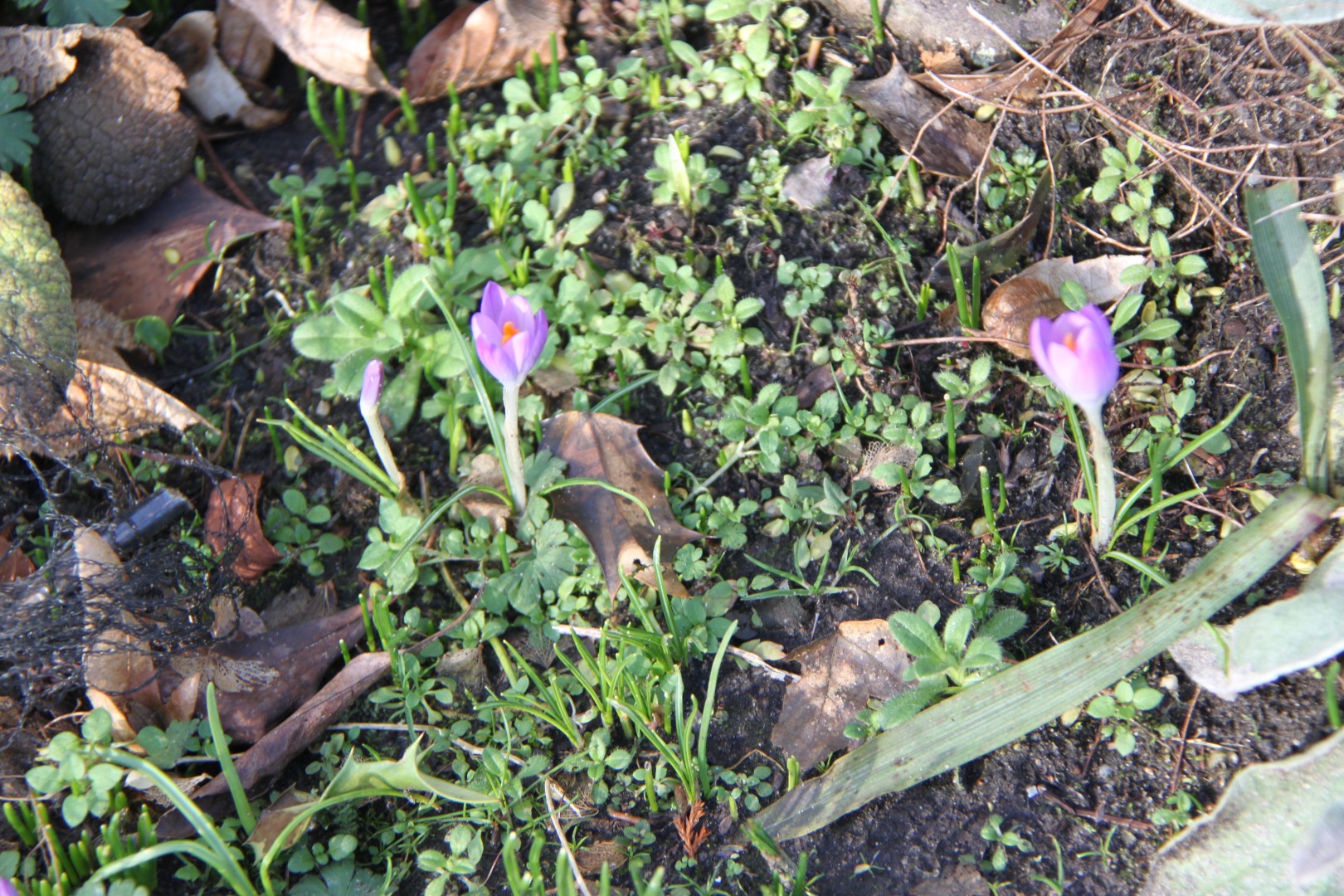 Eerste crocussen